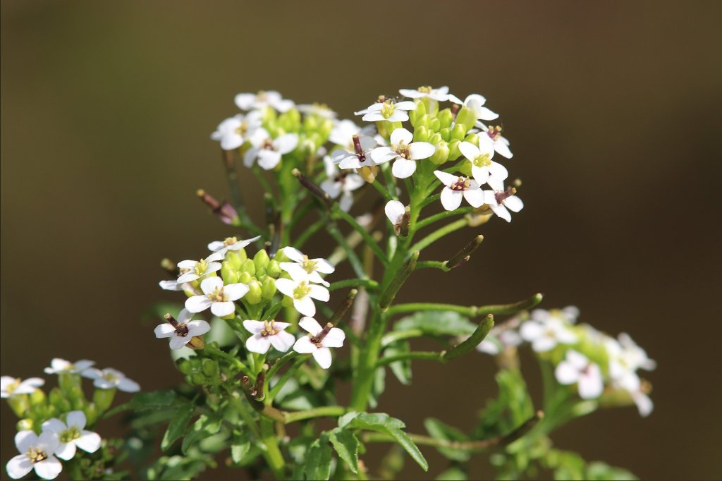 nastrutiumsp_blüten.jpg