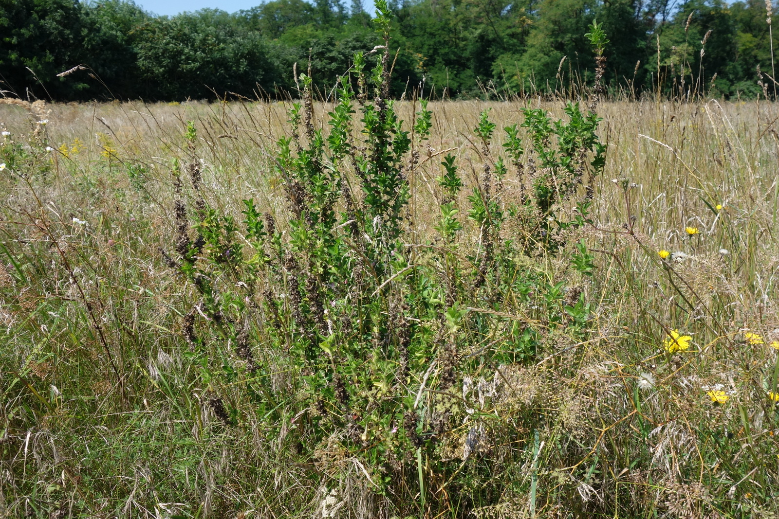 Ononis arvensis_Oberweiden_Zankendorfer Feld Ausgleichsbrache_20160817.JPG