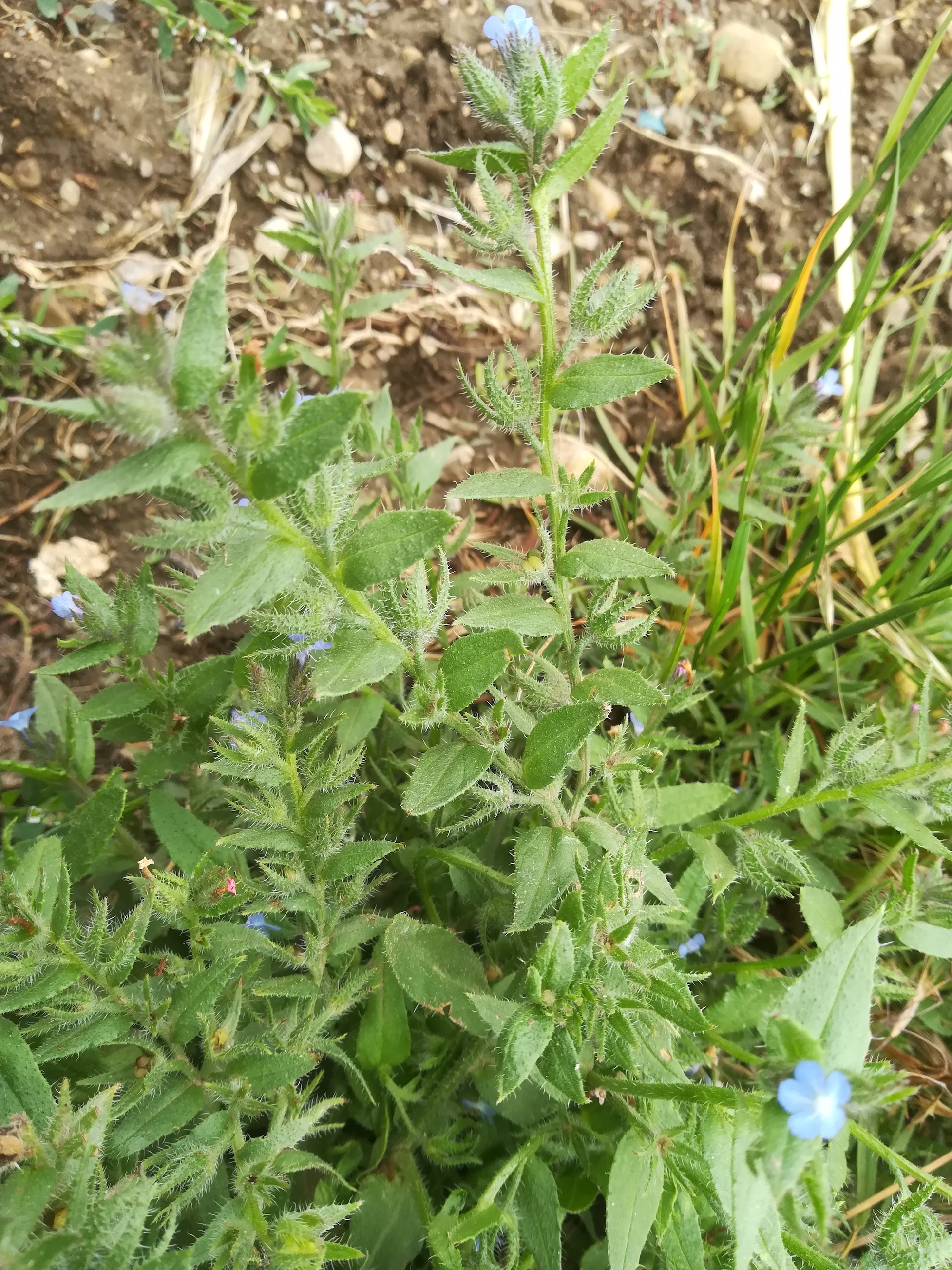 anchusa arvensis subsp. orientalis himberg_20200605_144308.jpg