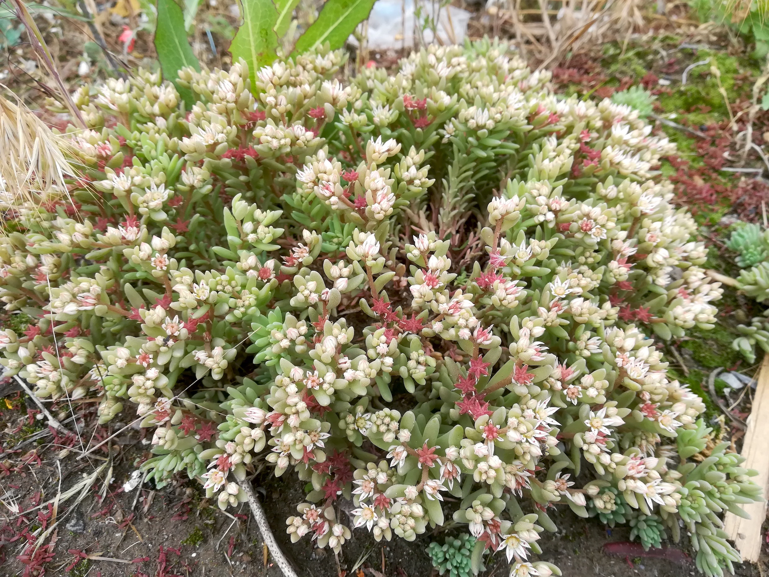 sedum hispanicum industriestraße himberg_20200605_152054.jpg