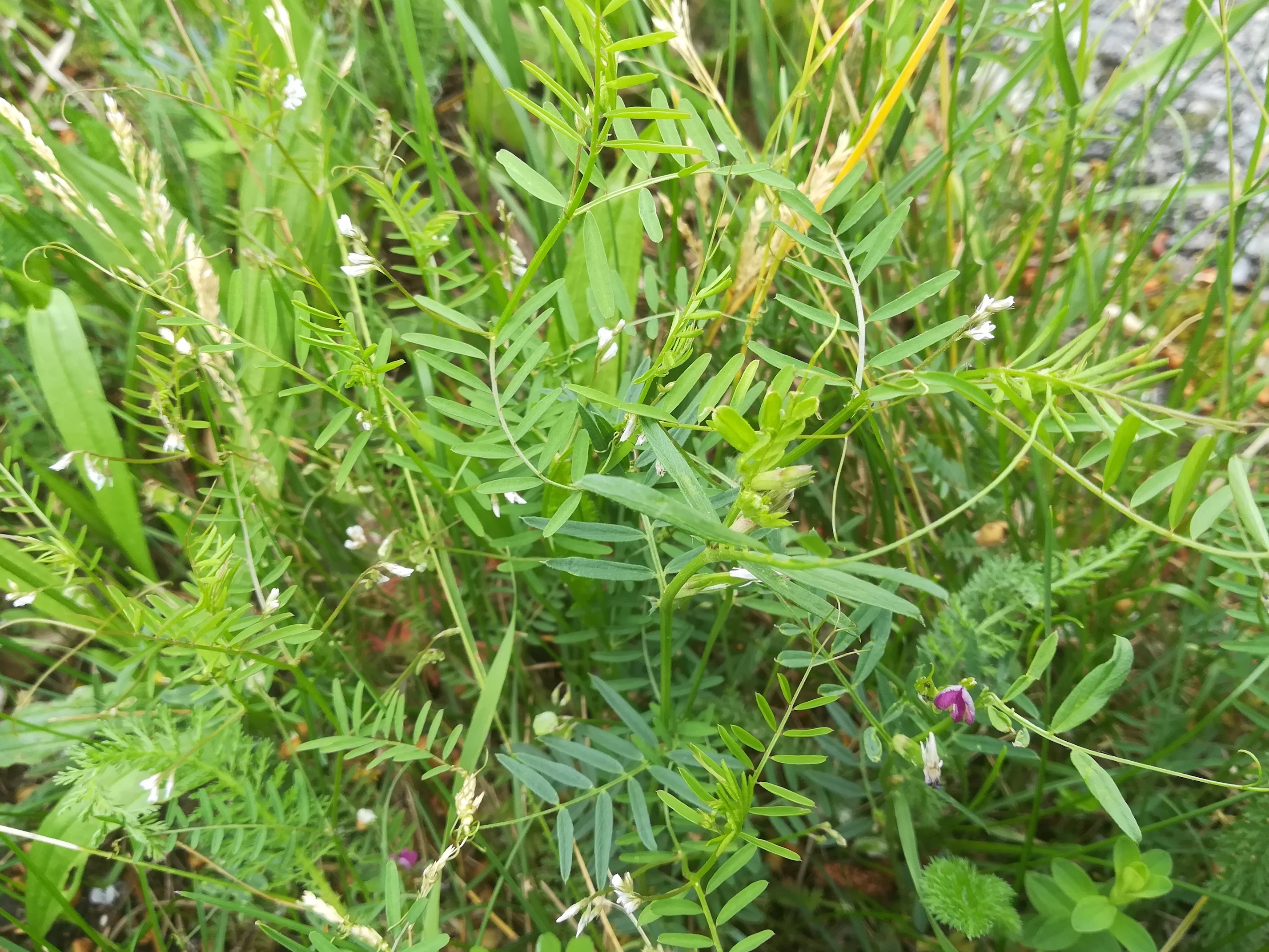 vicia angustifolia und vicia hirsuta himberg_20200605_141407.jpg