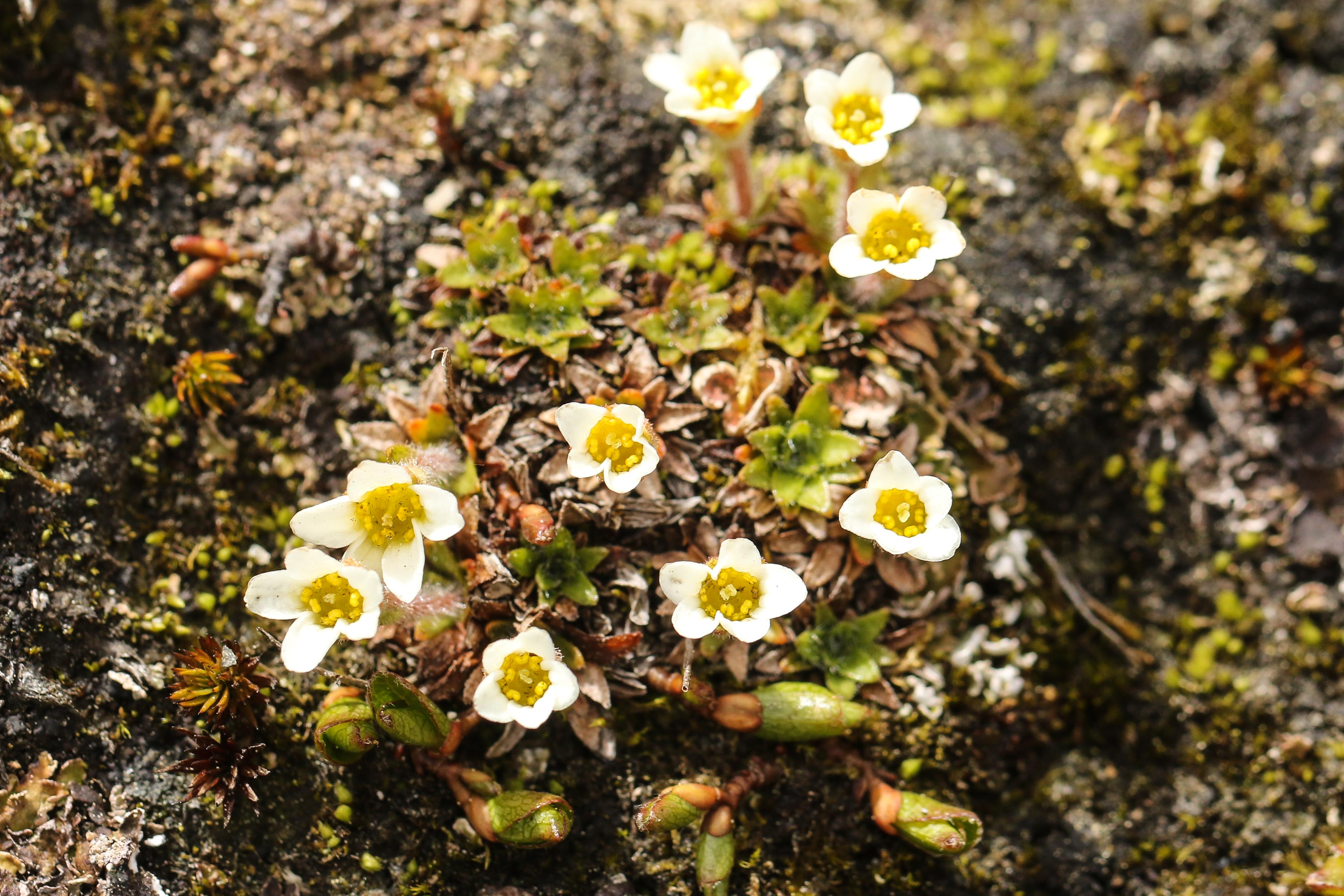 Saxifraga androsacea.jpg