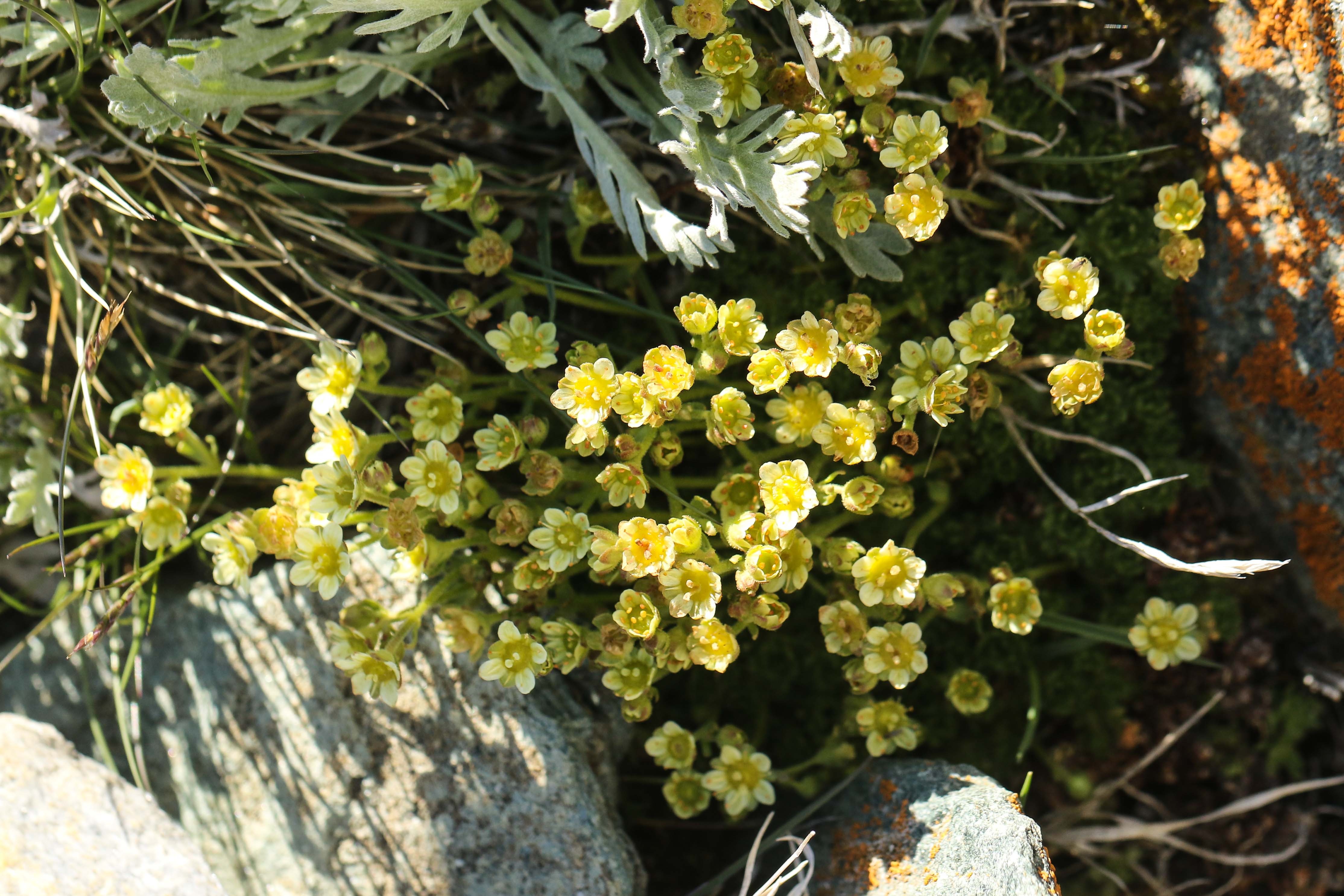 Saxifraga moschata.jpg