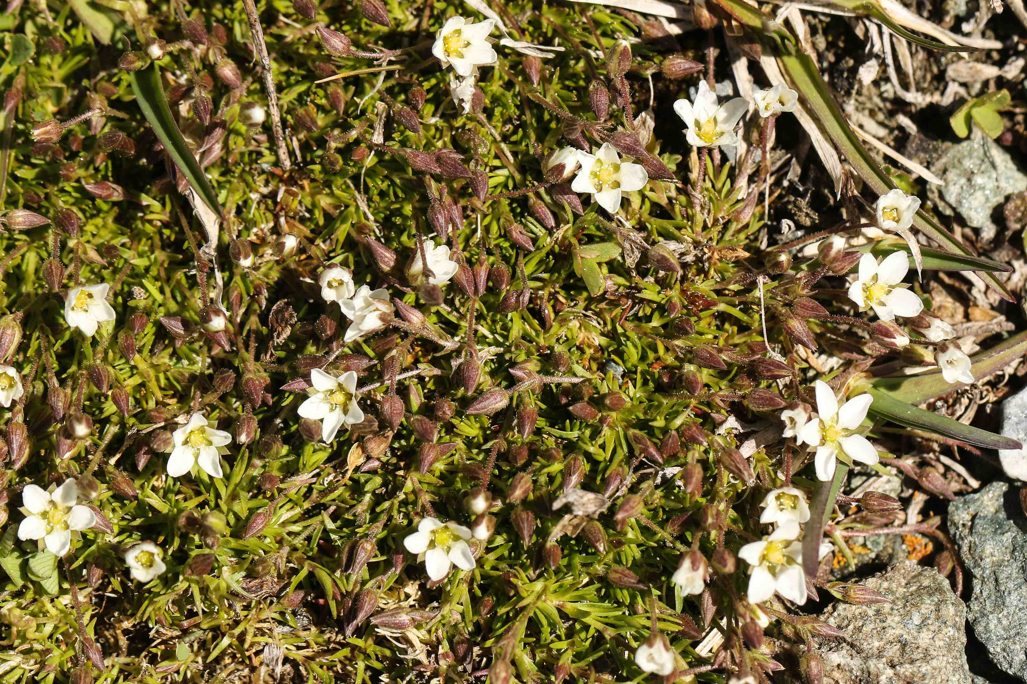 Minuartia gerardii.jpg