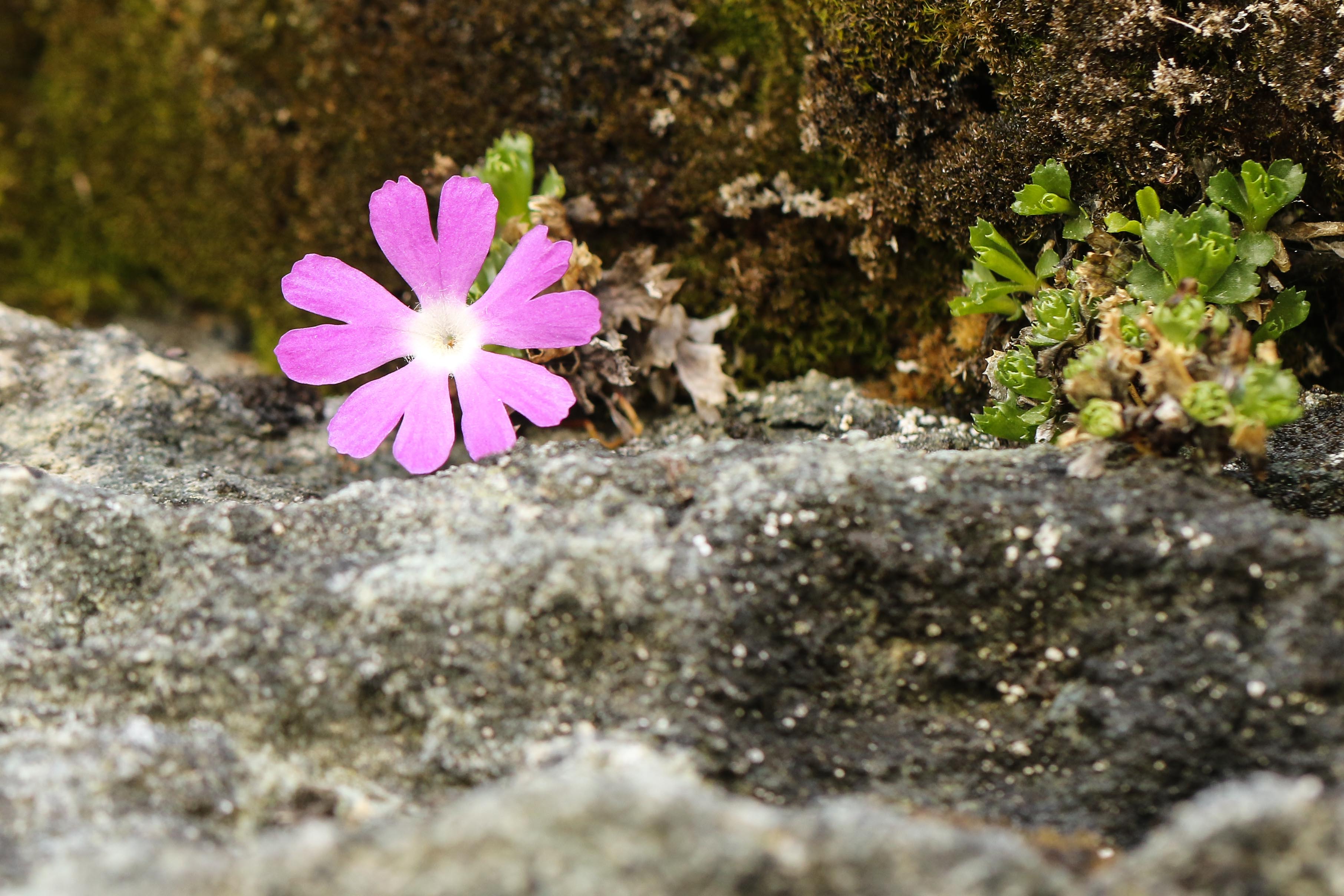 Primula minima.jpg