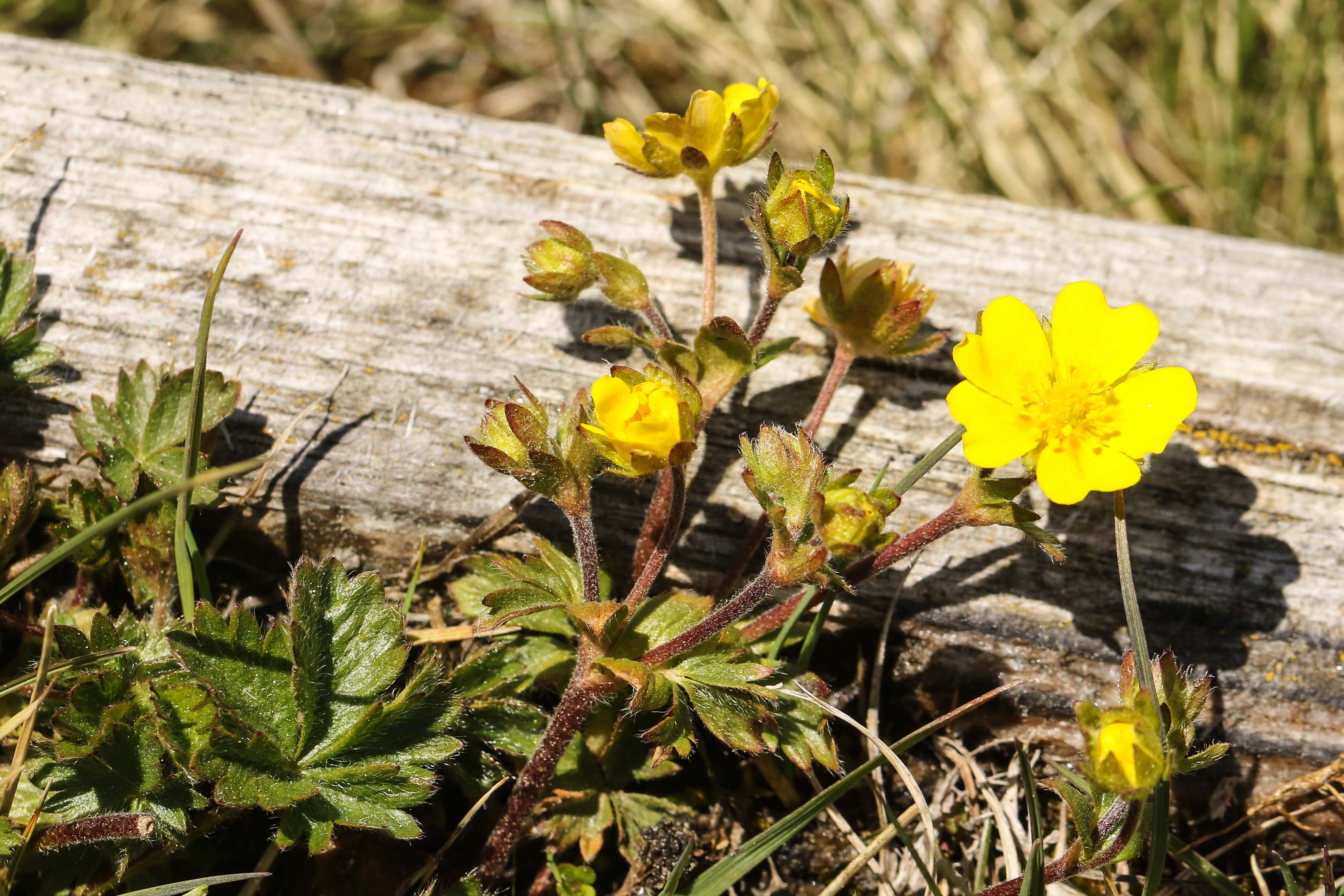 Potentilla crantzii.jpg