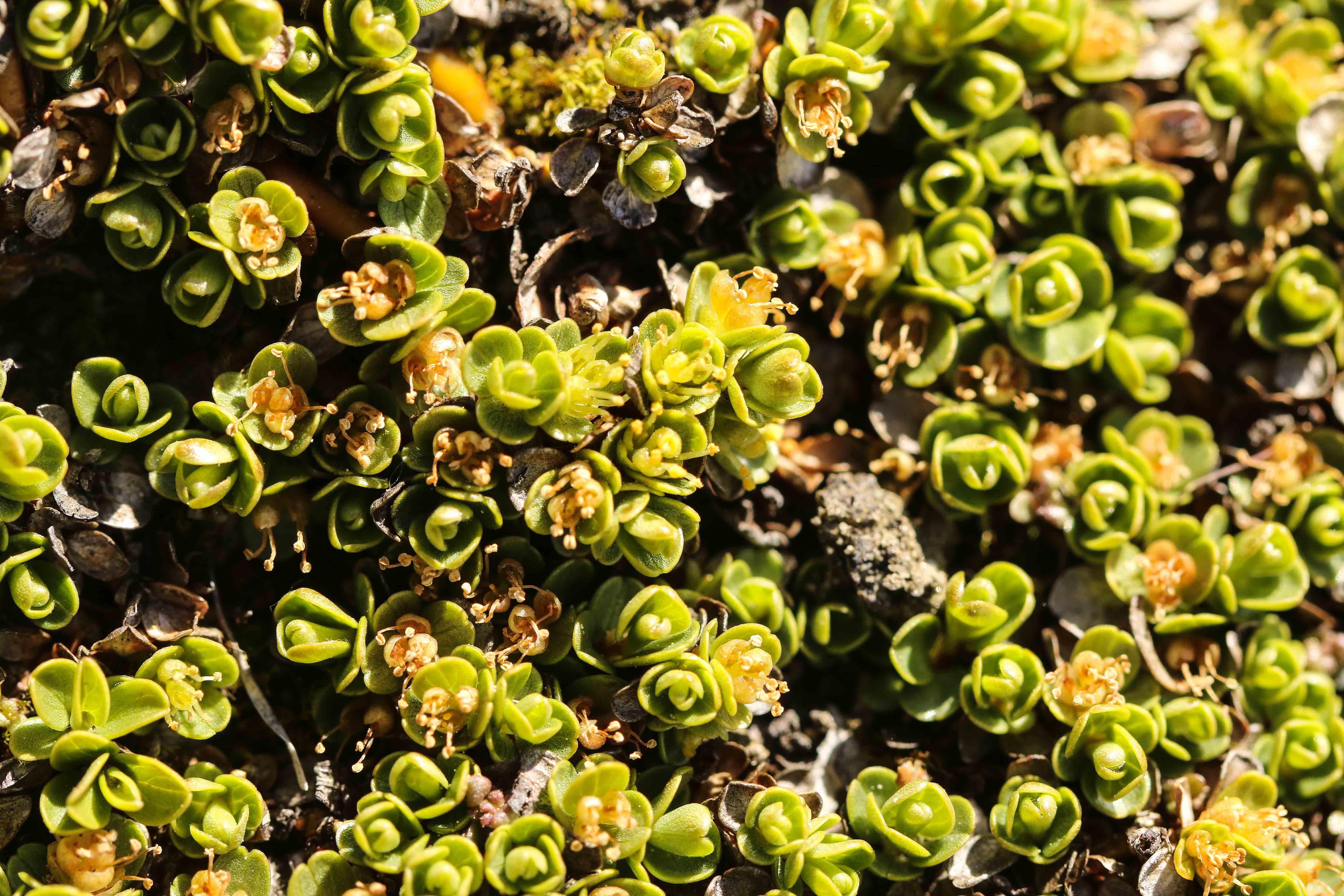 Salix serpyllifolia.jpg