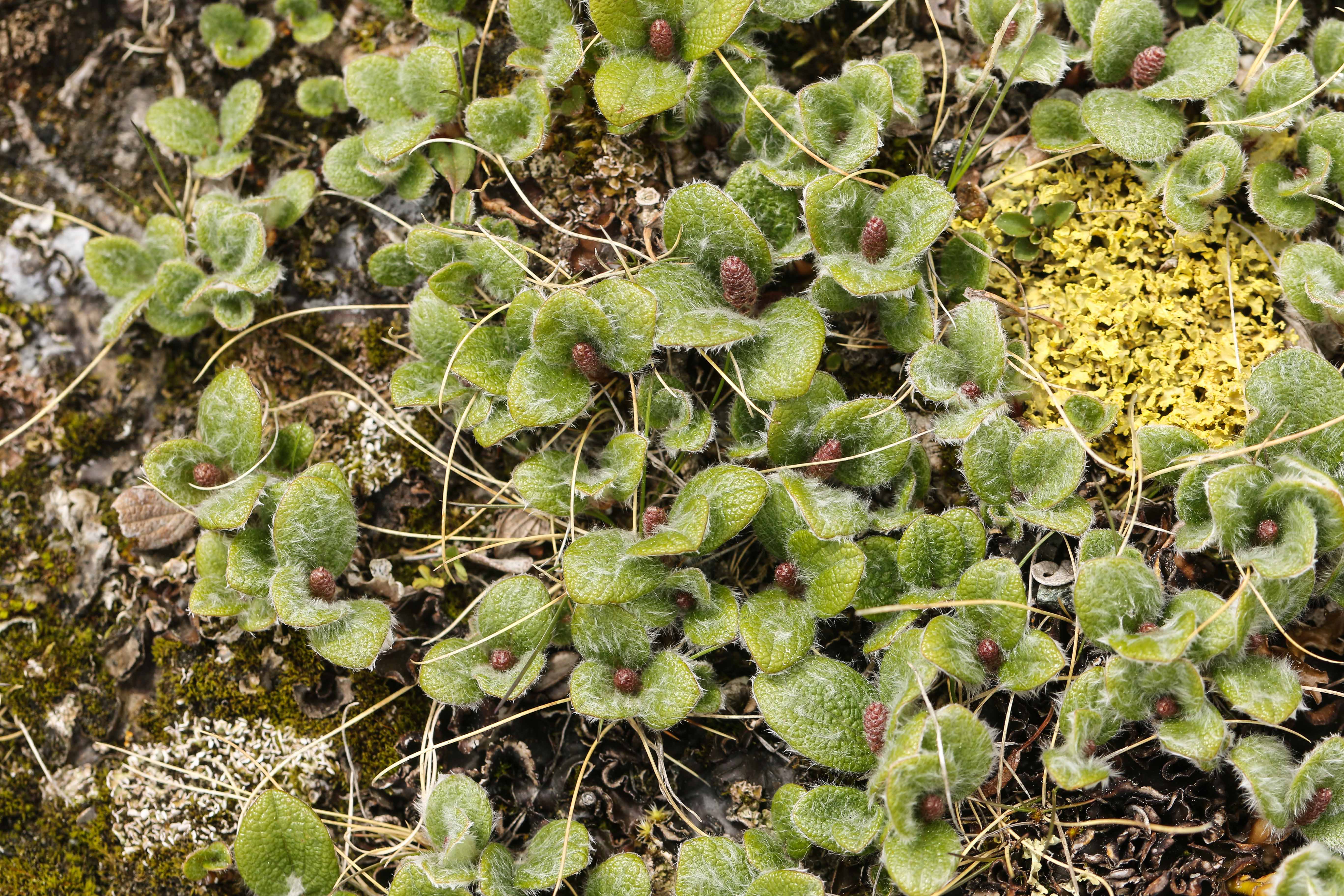 Salix reticulata.jpg