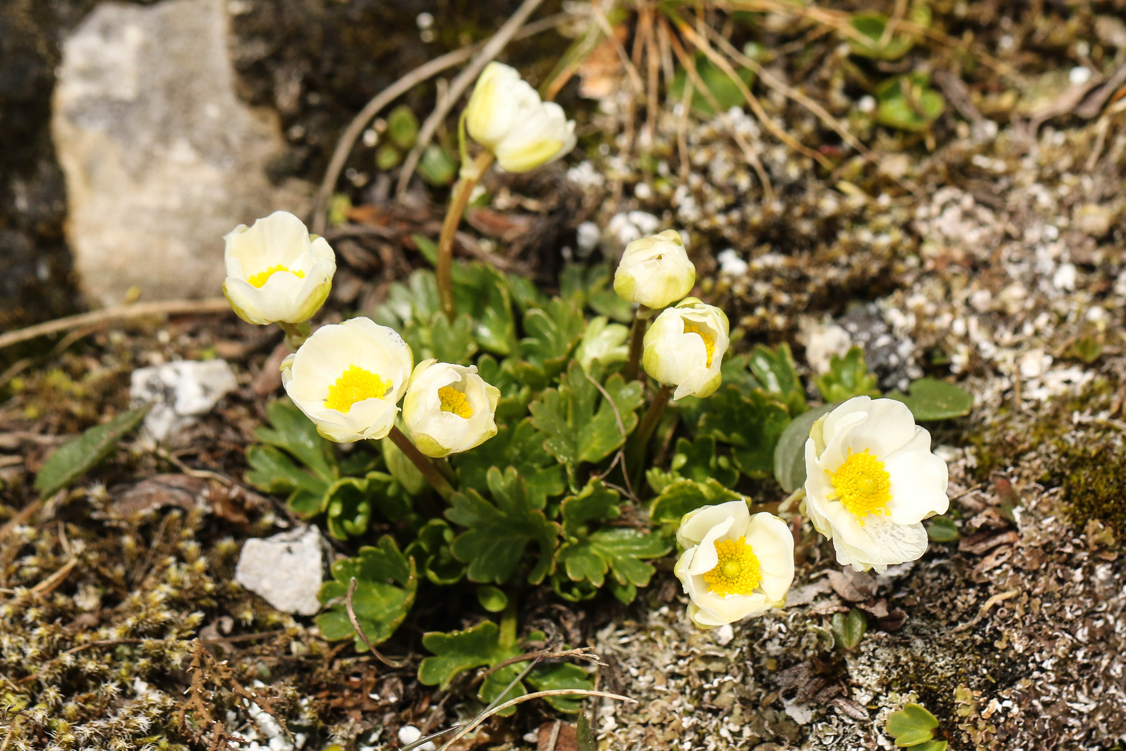 Ranunculus alpestris.jpg