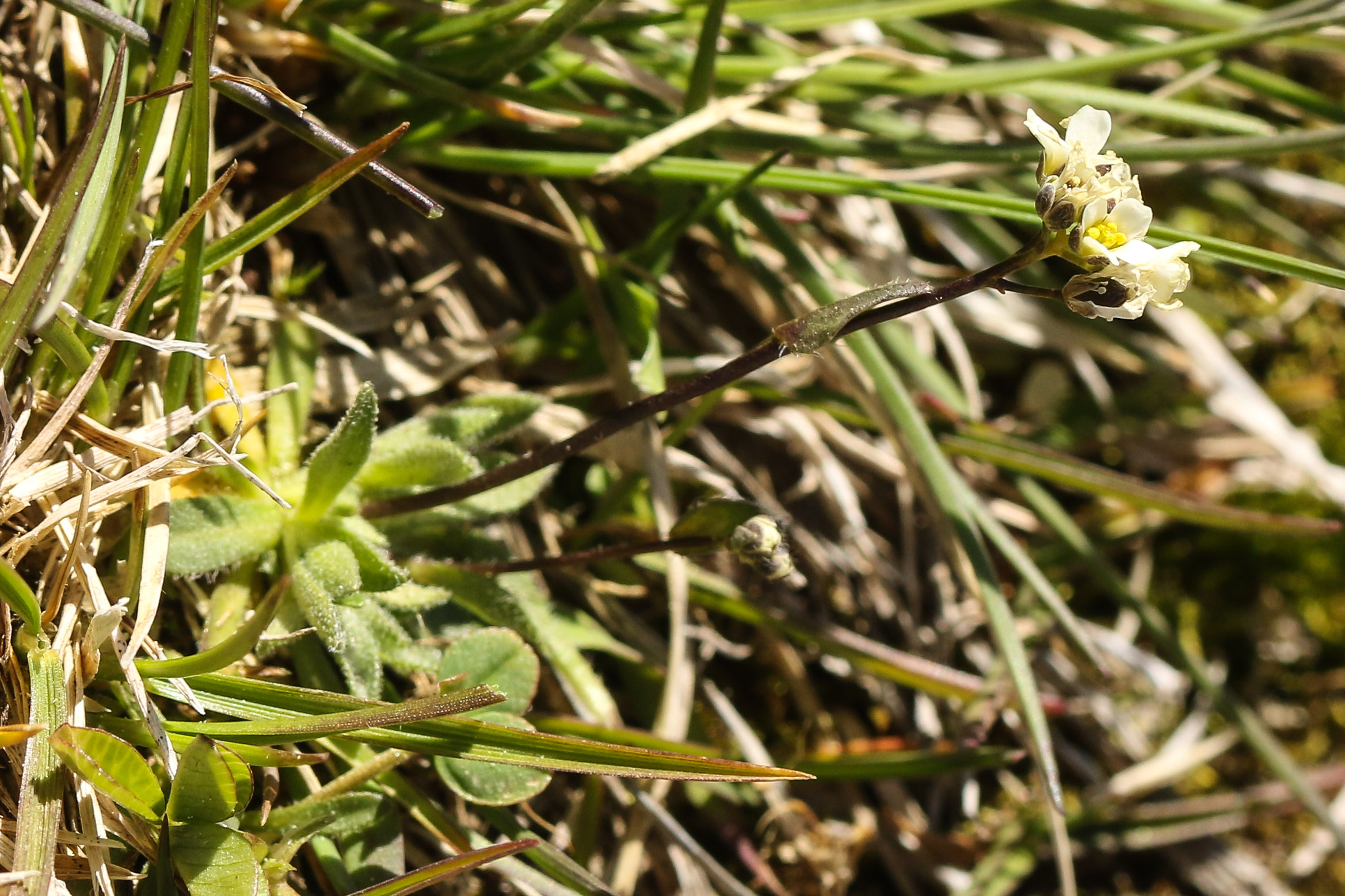 Draba siliquosa.jpg