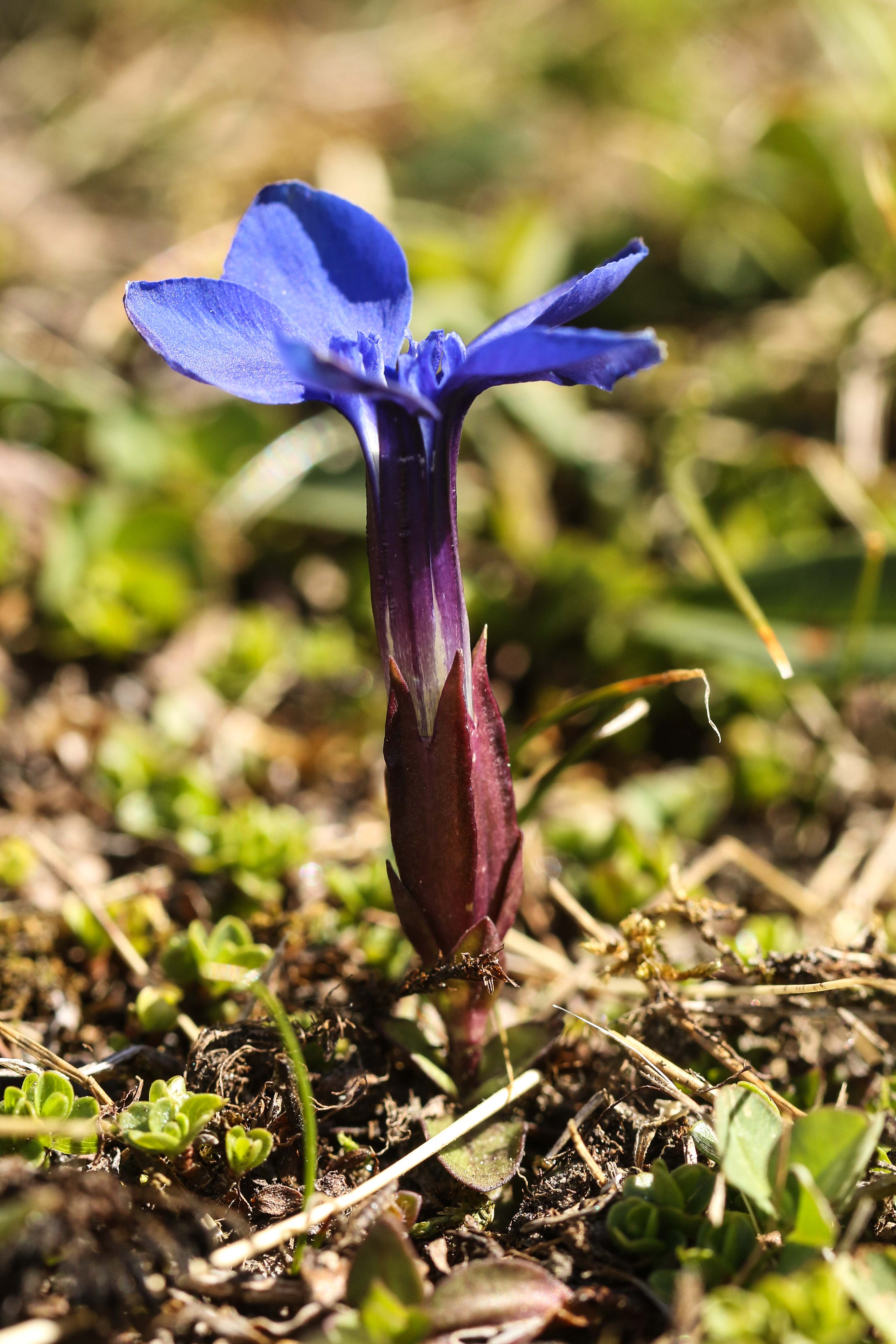 Gentiana verna.jpg