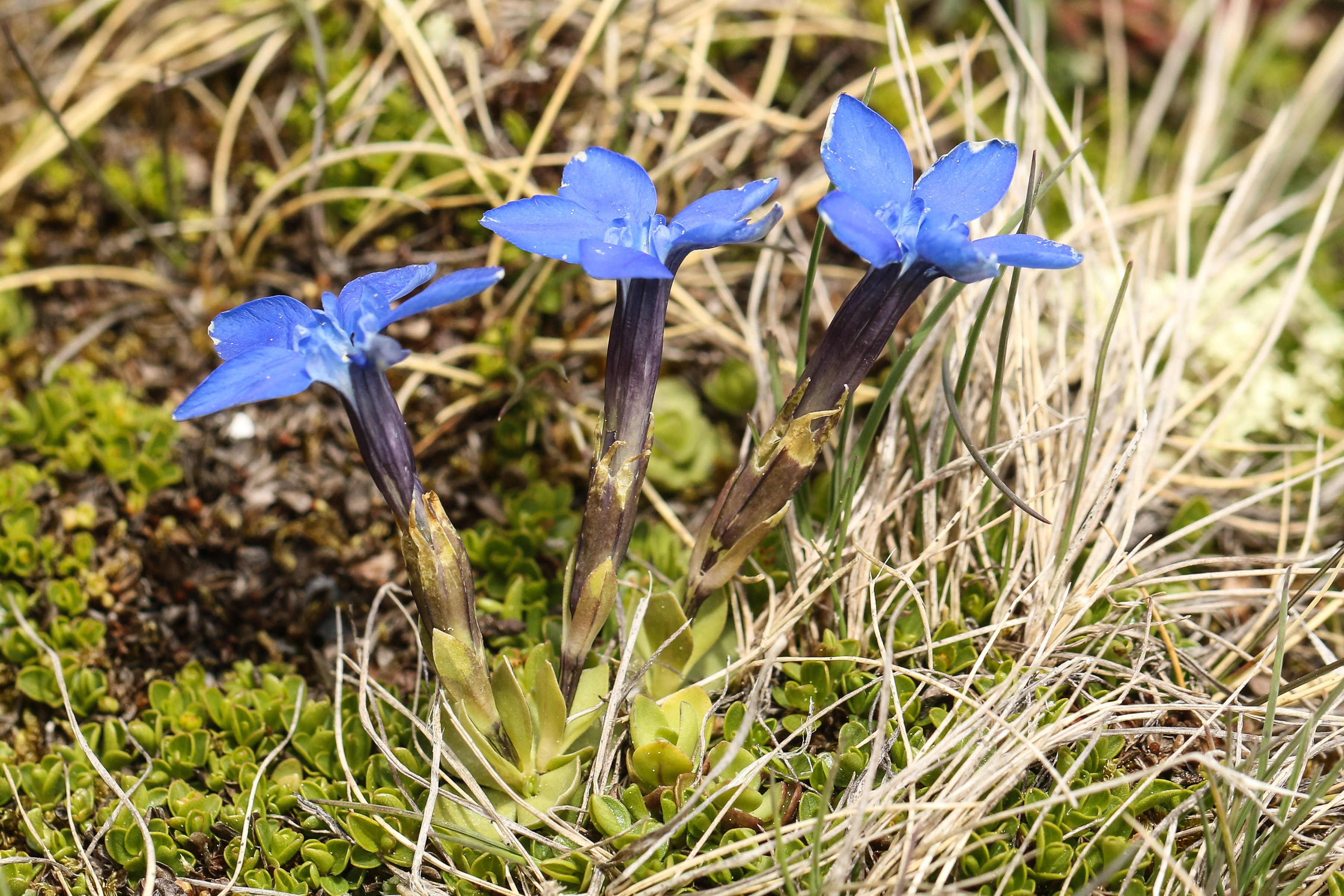 Gentiana brachyphylla.jpg