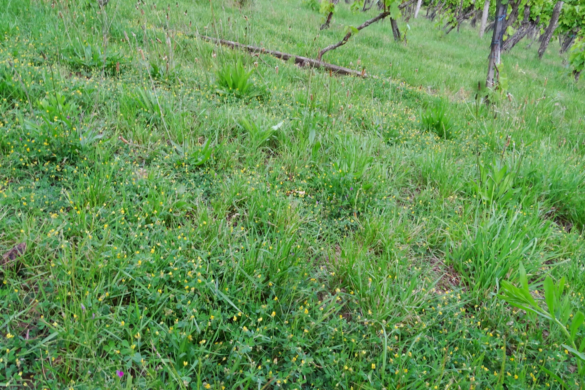 DSC00938 medicago minima spitzerberg.JPG