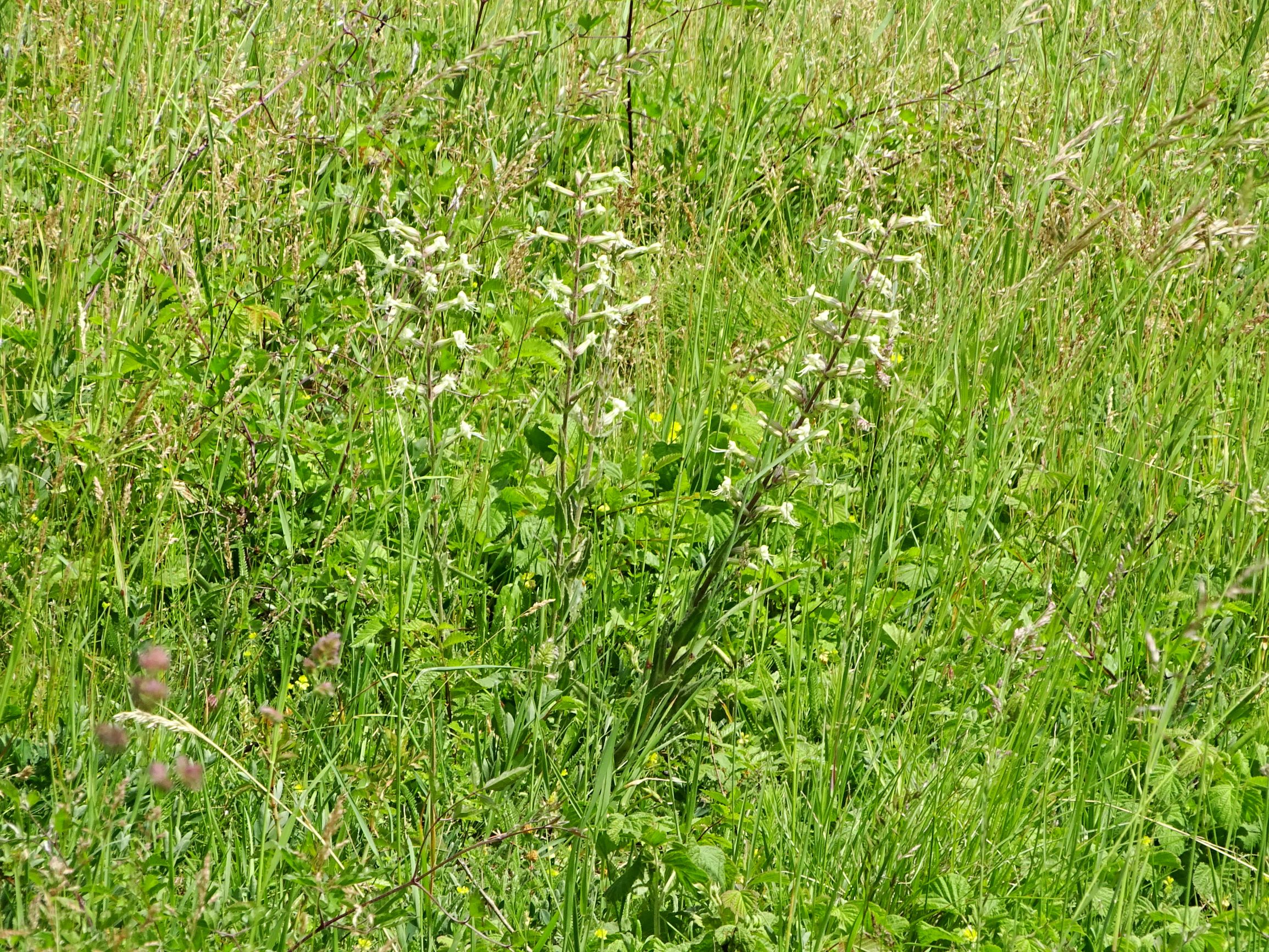 DSC09969 jois silene viscosa.JPG