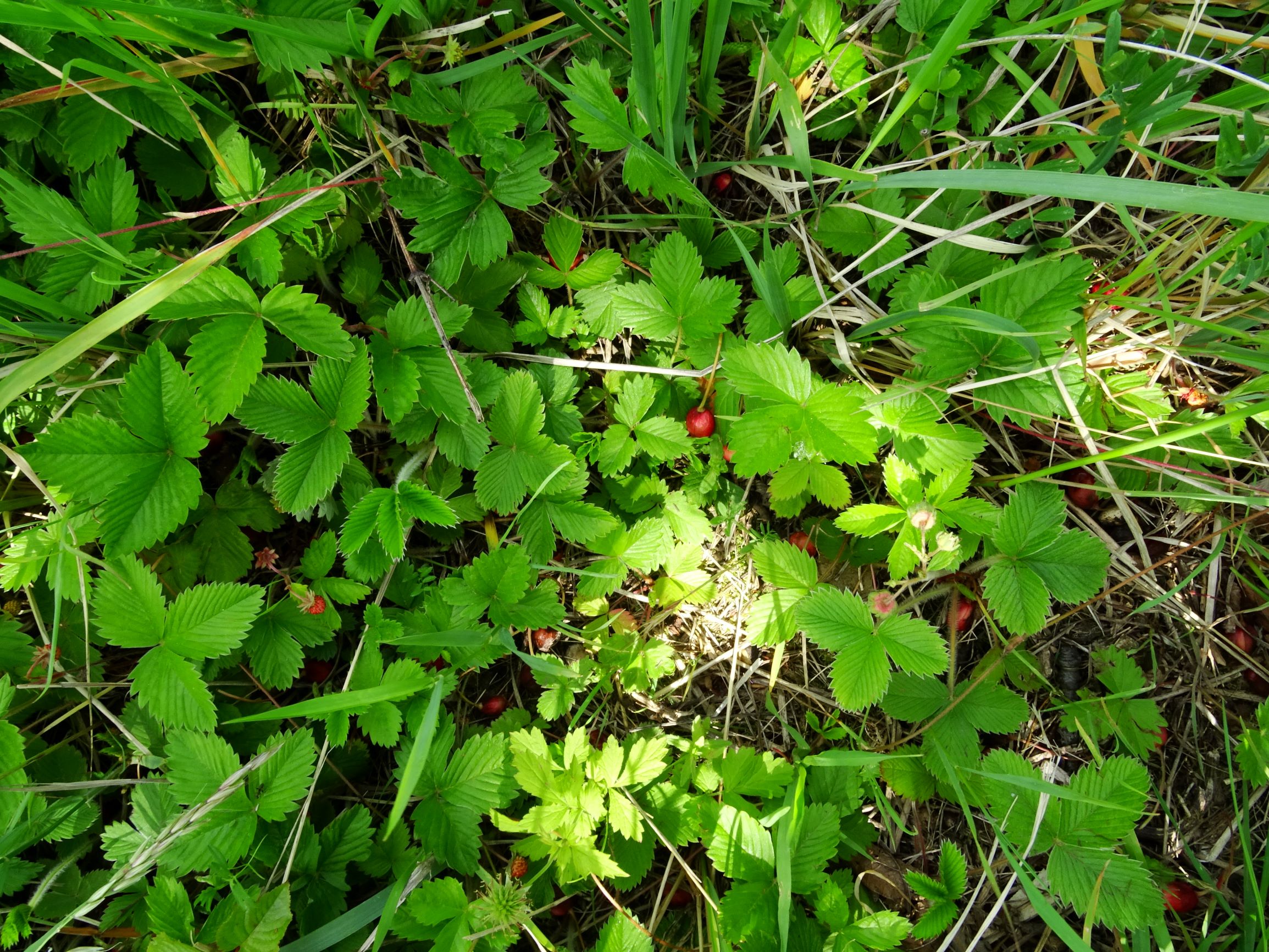 DSC09981 jois fragaria vesca, fragaria viridis.JPG