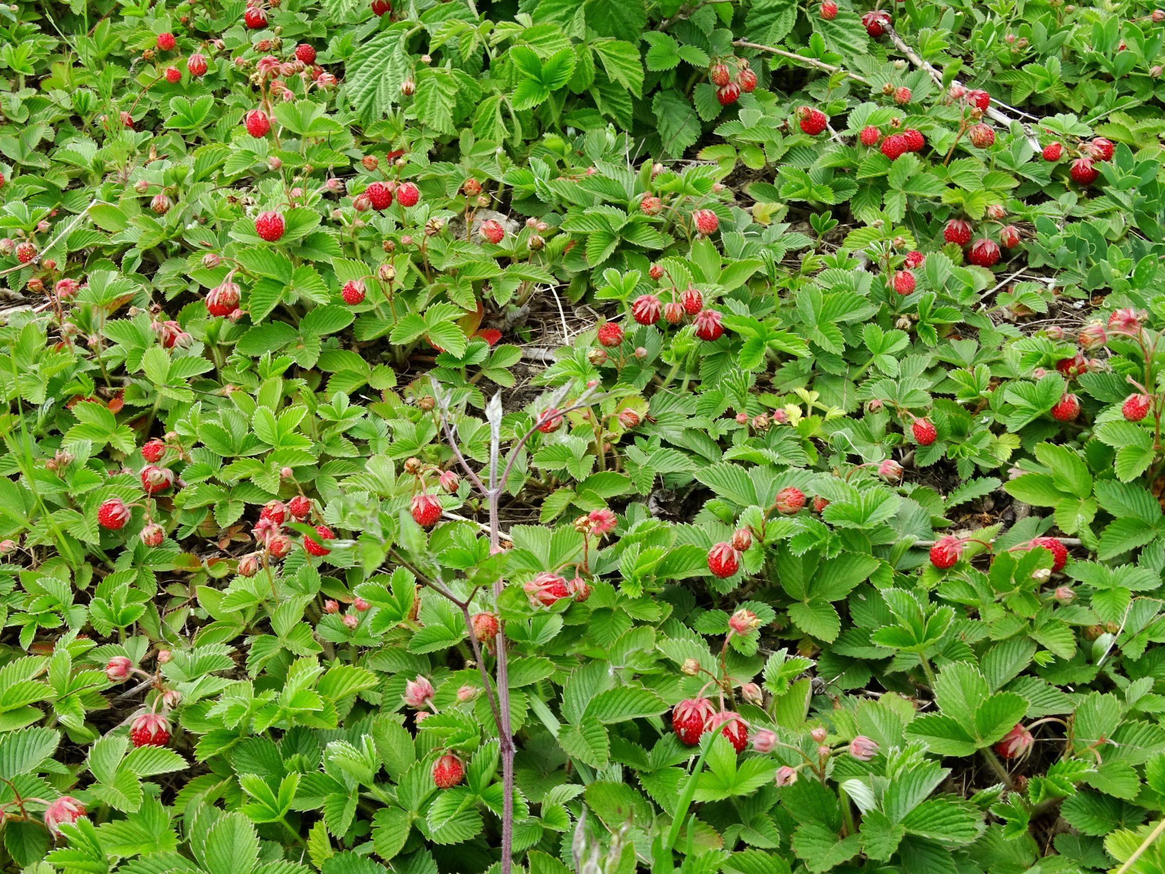 DSC09983 jois fragaria viridis.JPG