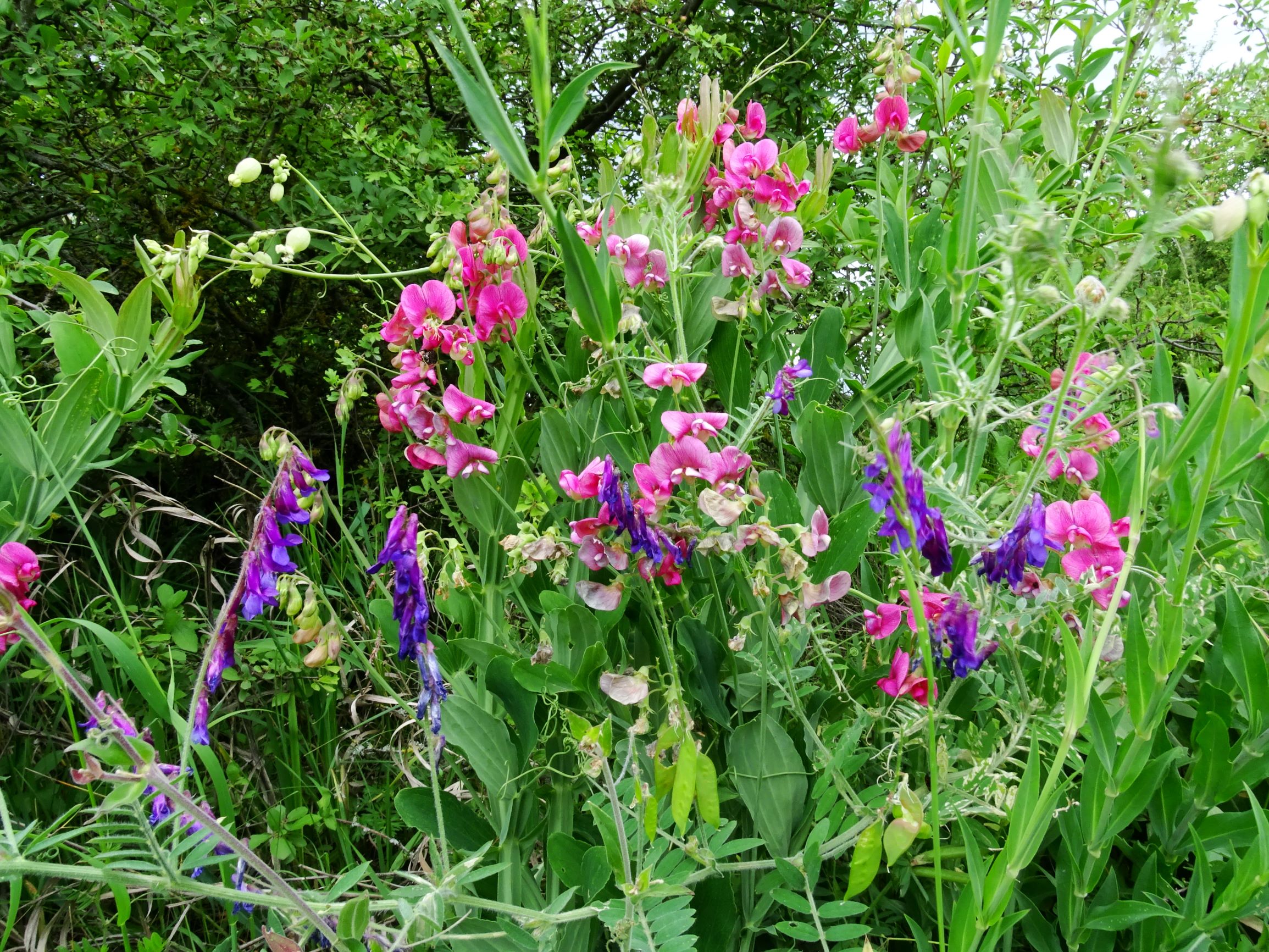 DSC00234 jois lathyrus latifolius, vicia villosa, silene v. vulgaris.JPG