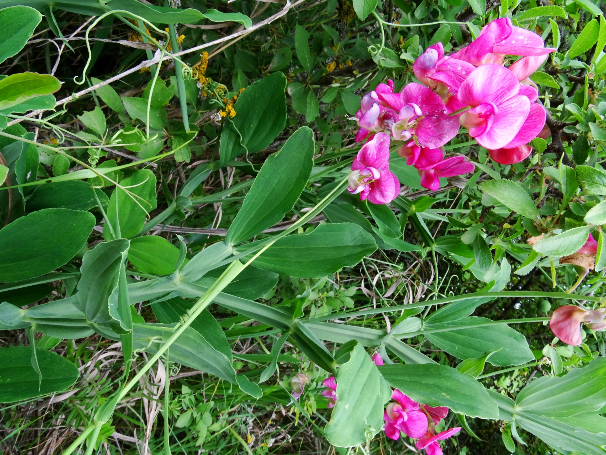 DSC00236 jois lathyrus latifolius.JPG