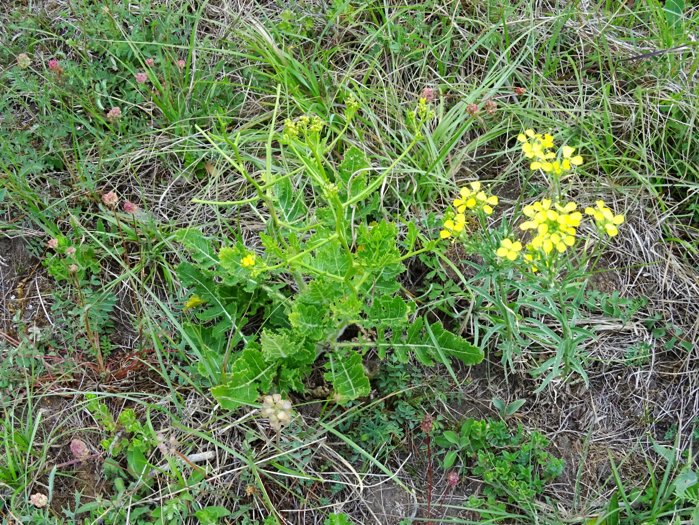 DSC00243 jois rapistrum perenne, sanguisorba minor, erysimum cf.(!) odoratum etc..JPG