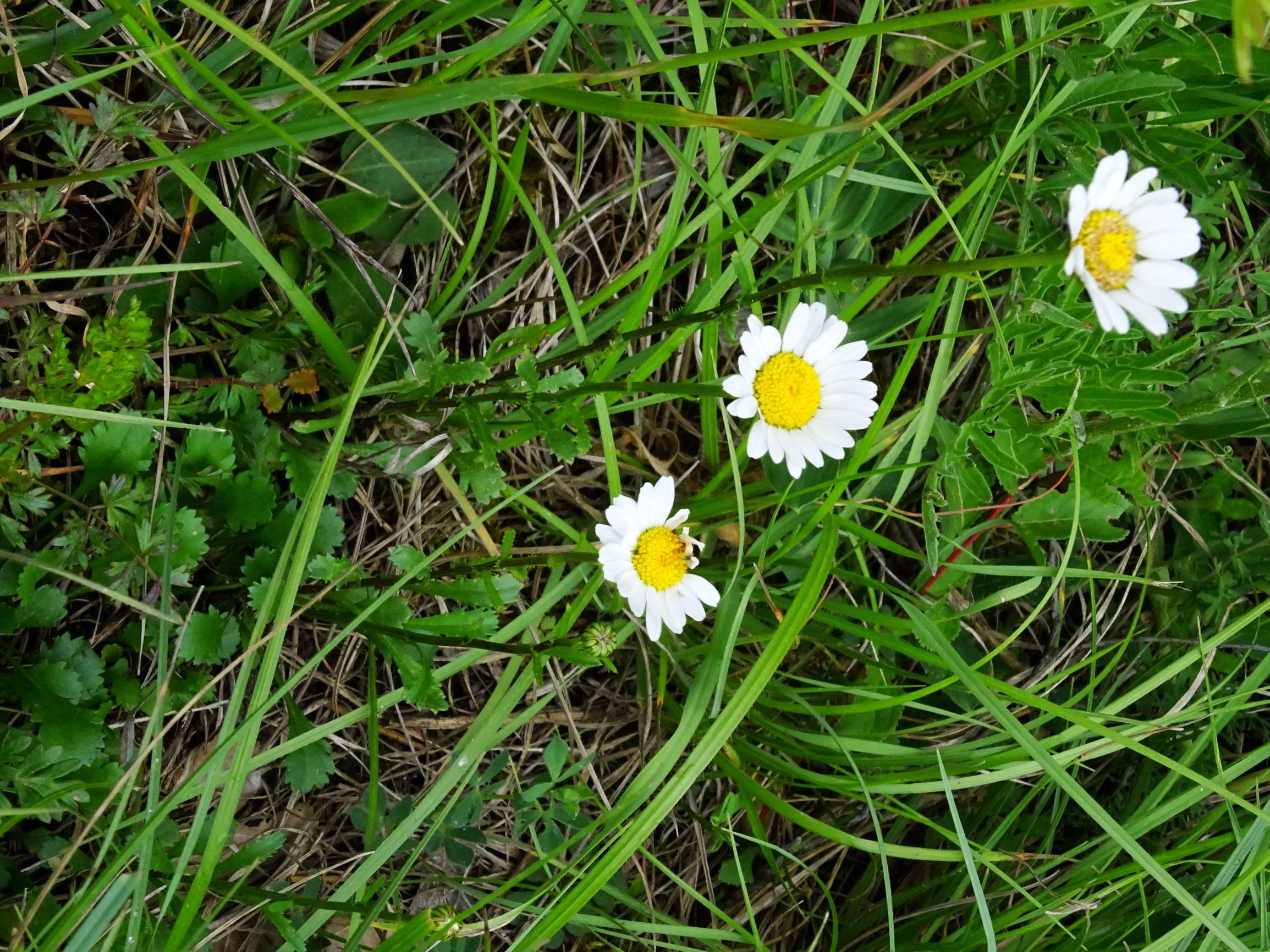 DSC00248 jois leucanthemum vulgare agg..JPG