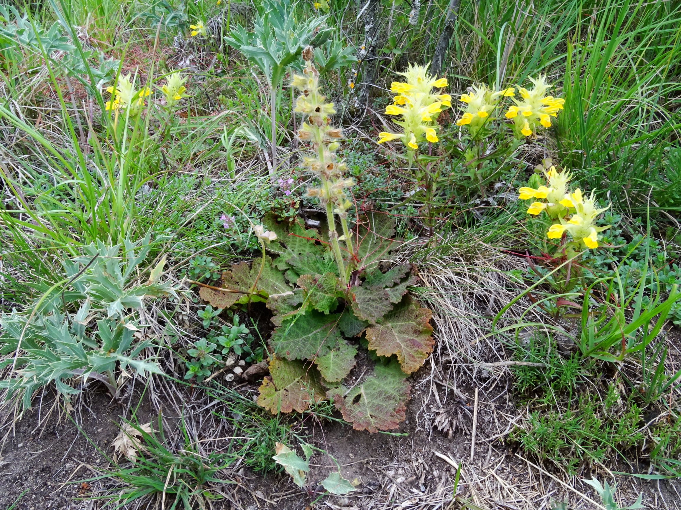 DSC00257 jois salvia austriaca, melampyrum barbatum, eryngium vulgare, petrorhagia saxifraga, thymus cf. praecox, cuscuta epithymum etc..JPG