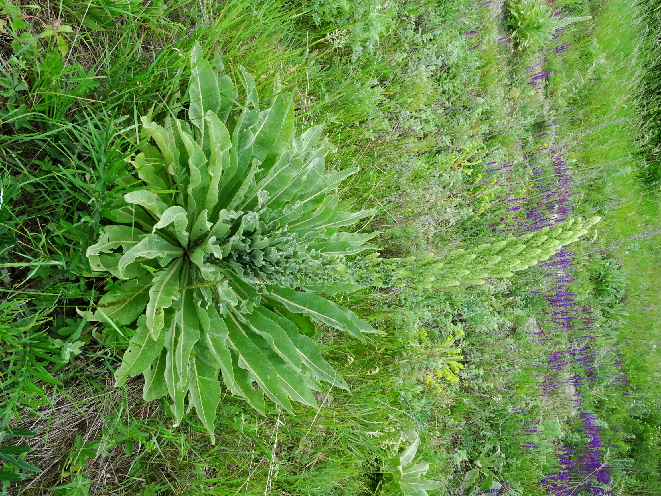 DSC00280 jois verbascum speciosum, salvia nemorosa, cirsium eriophorum etc.JPG