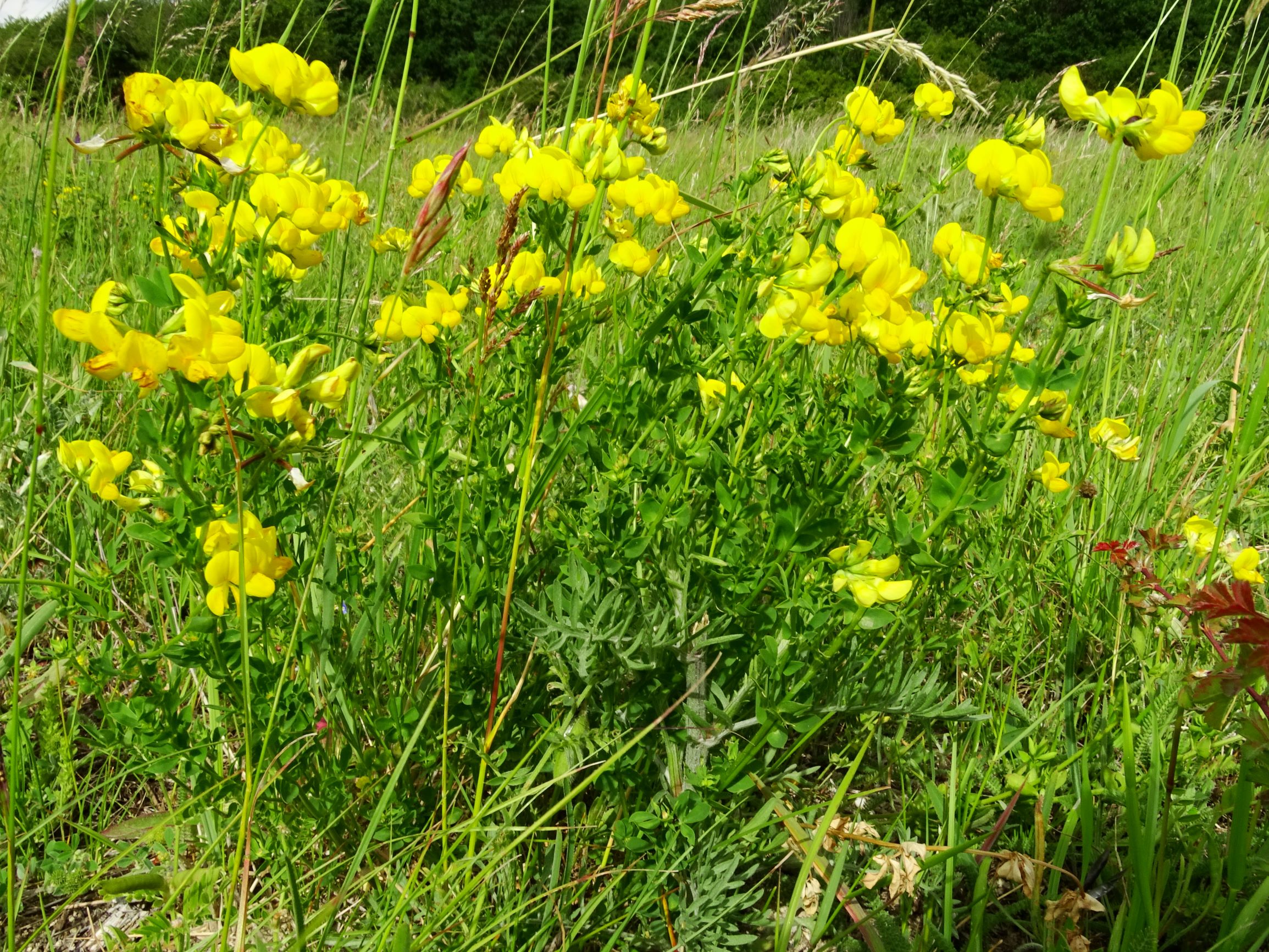 DSC00293 jois lotus corniculatus s.str..JPG