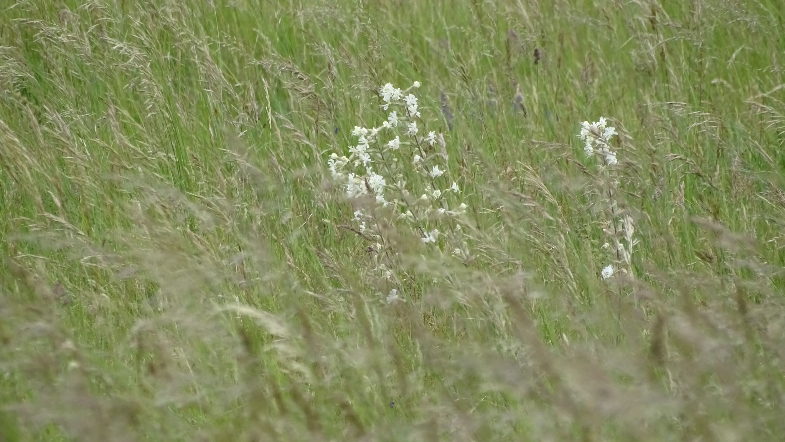 DSC00306 jois silene viscosa, arrhenatherum elatius.JPG