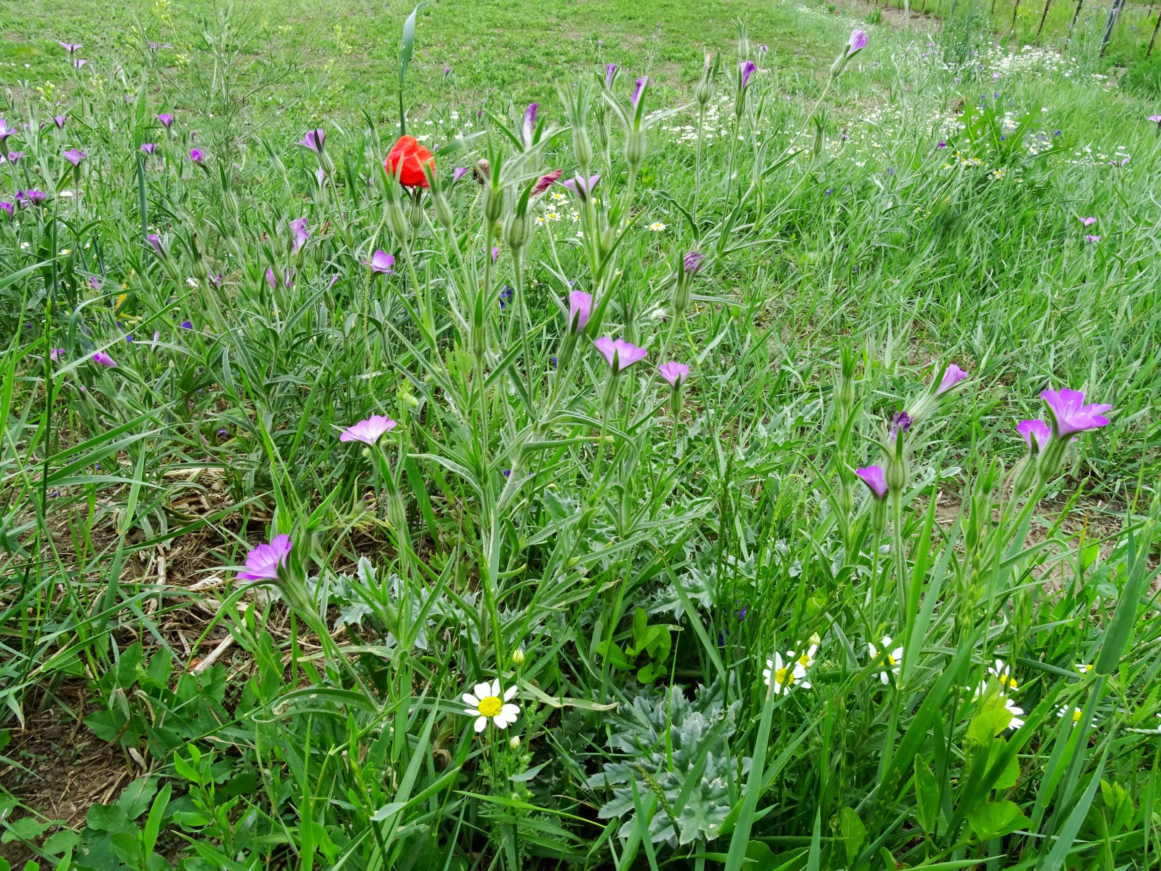 DSC00310 jois agrostemma githago, papaver rhoeas, anthemis austriaca, carduus acanthoides.JPG