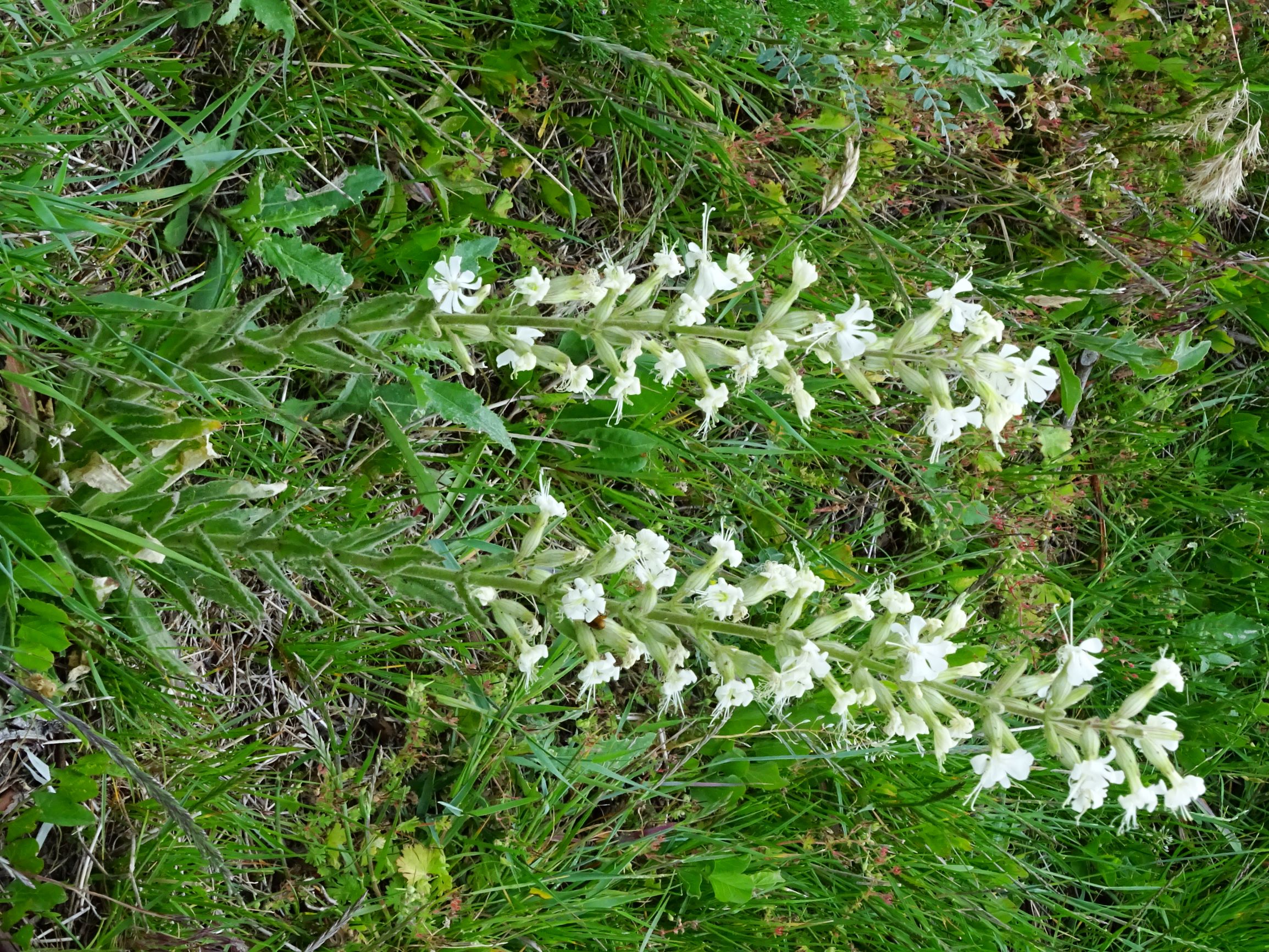 DSC00318 jois silene viscosa ruderal.JPG