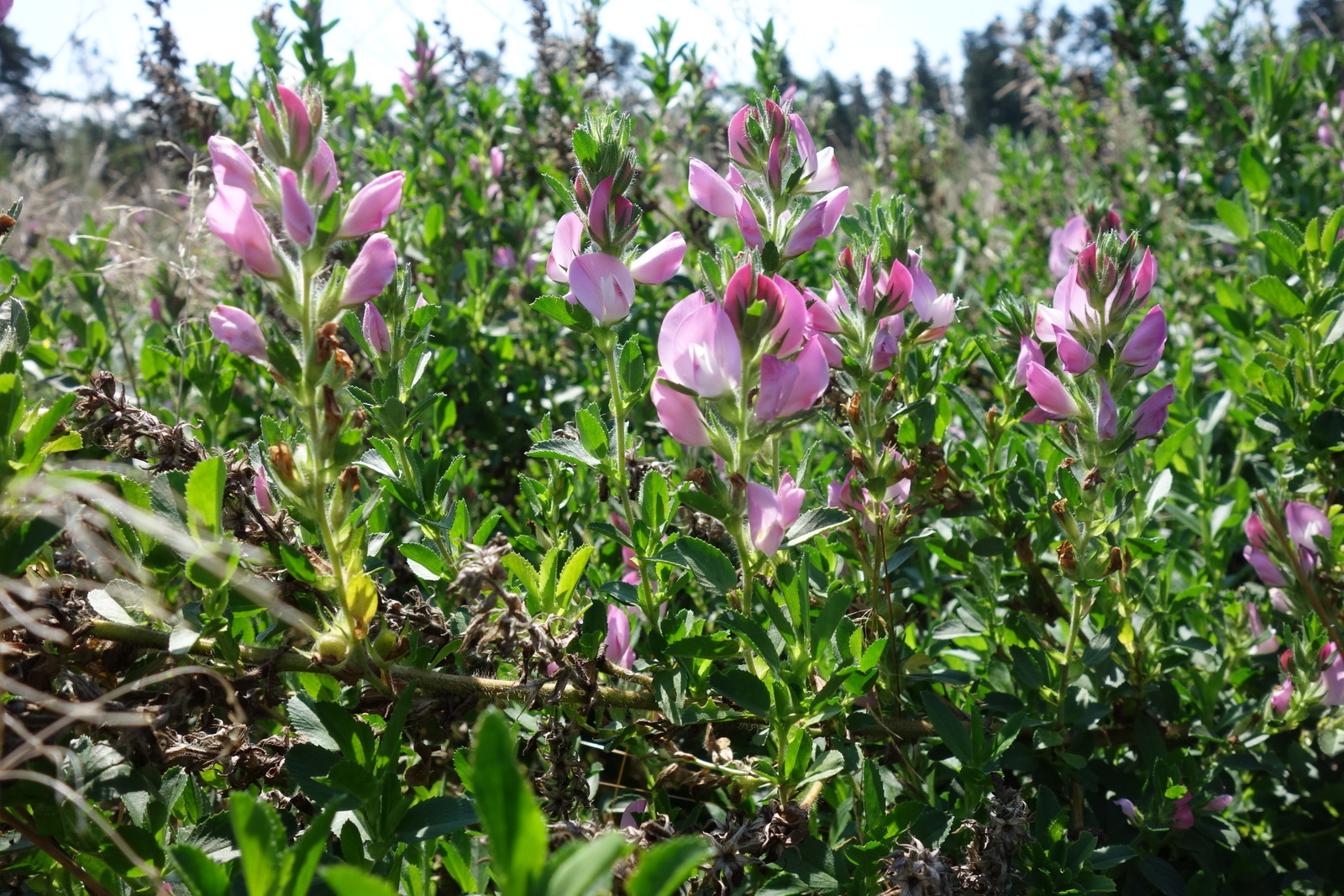 Ononis arvensis_Oberweiden_Lehmfeld Ausgleichsbrache_20160817-002.JPG