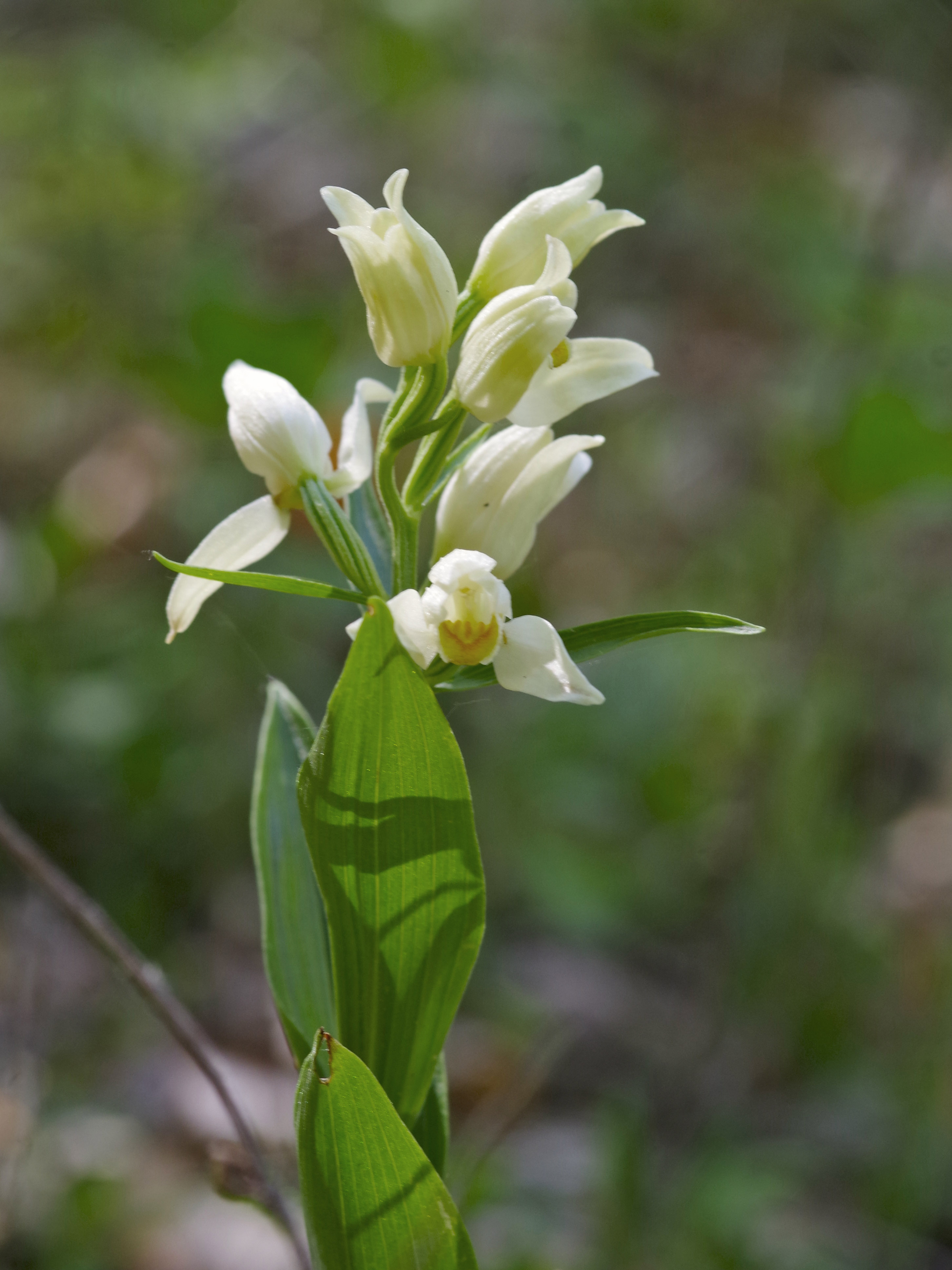 Cephalanthera damasonium_erhardhöhe.jpg