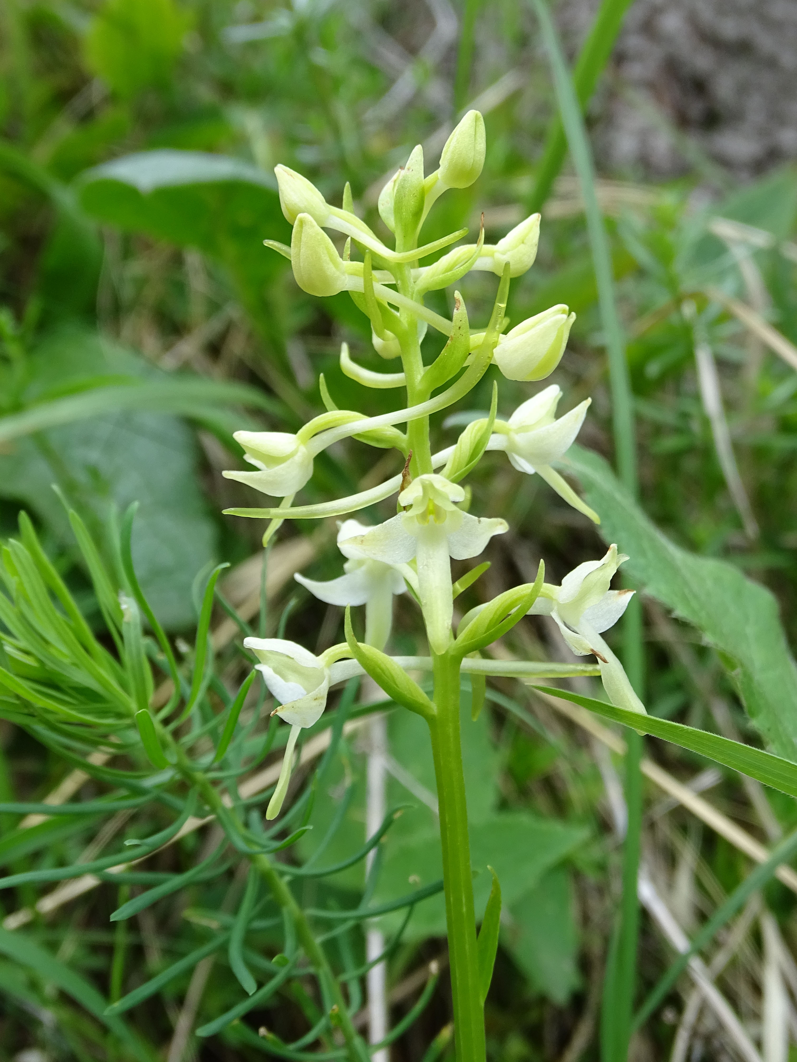 Platanthera bifolia_erhardhöhe.jpg