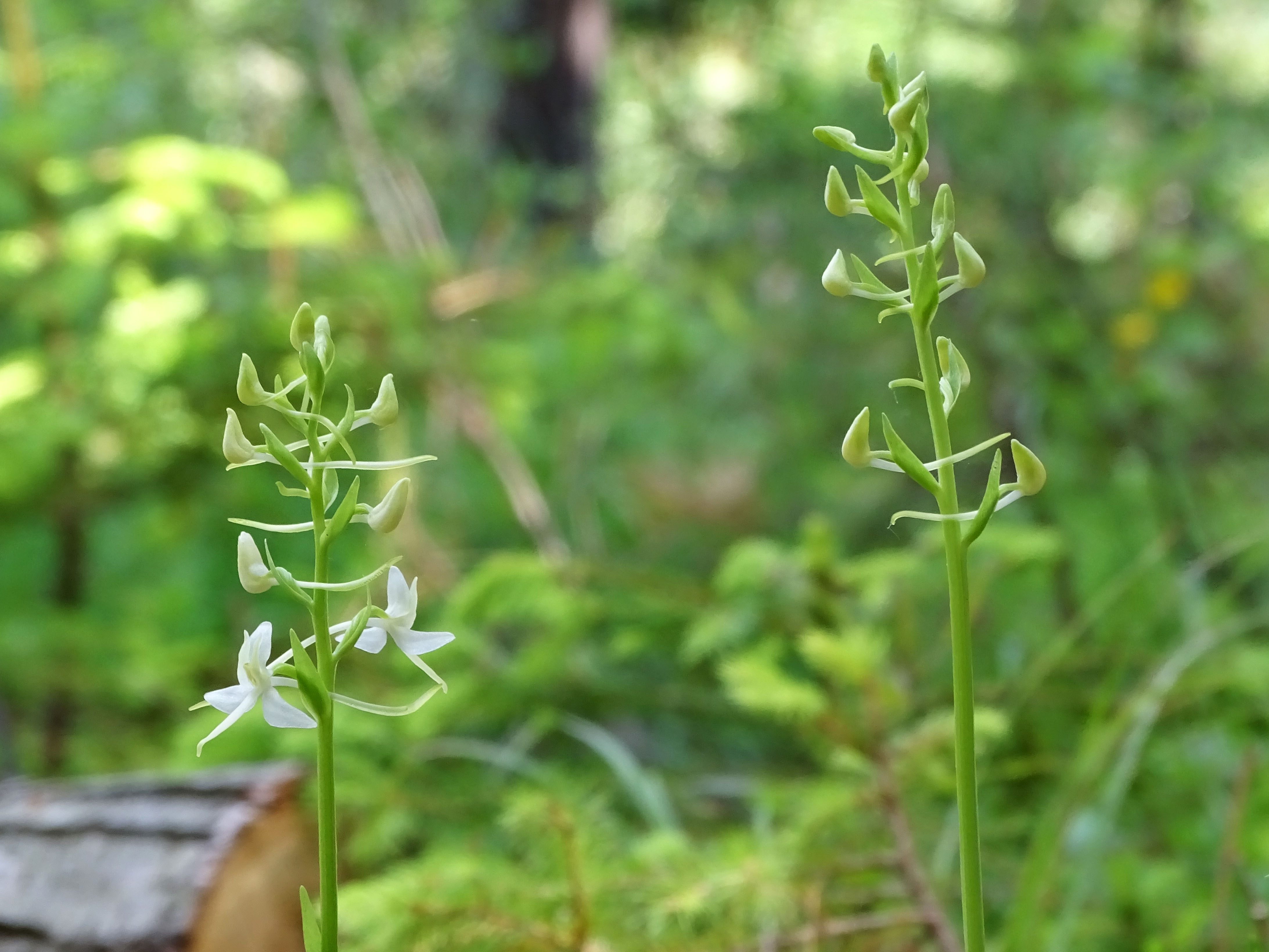 Platanthera bifolia_kalkleiten3.jpg