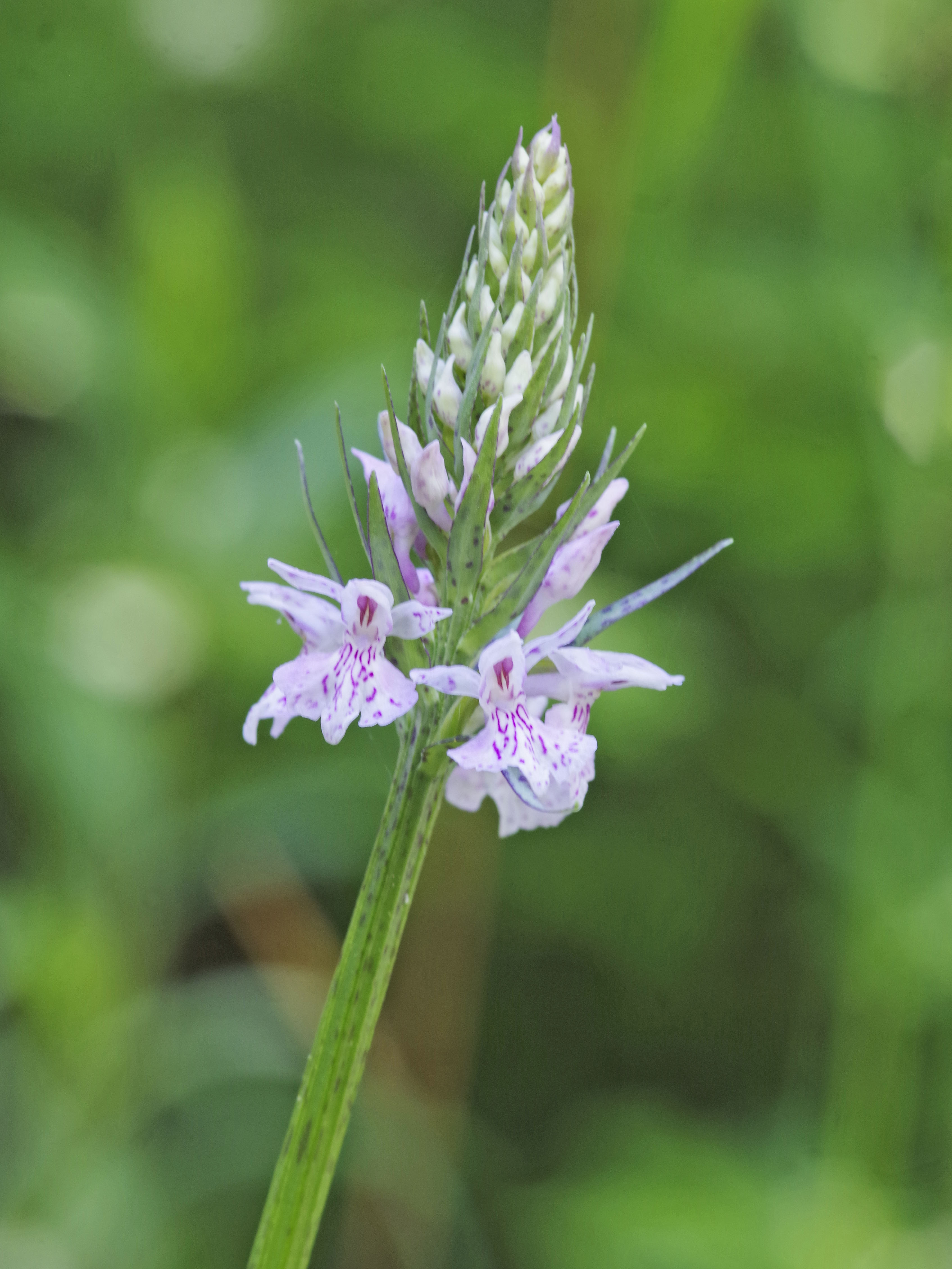 Dactylorhiza fuchsii_kalkleiten.jpg