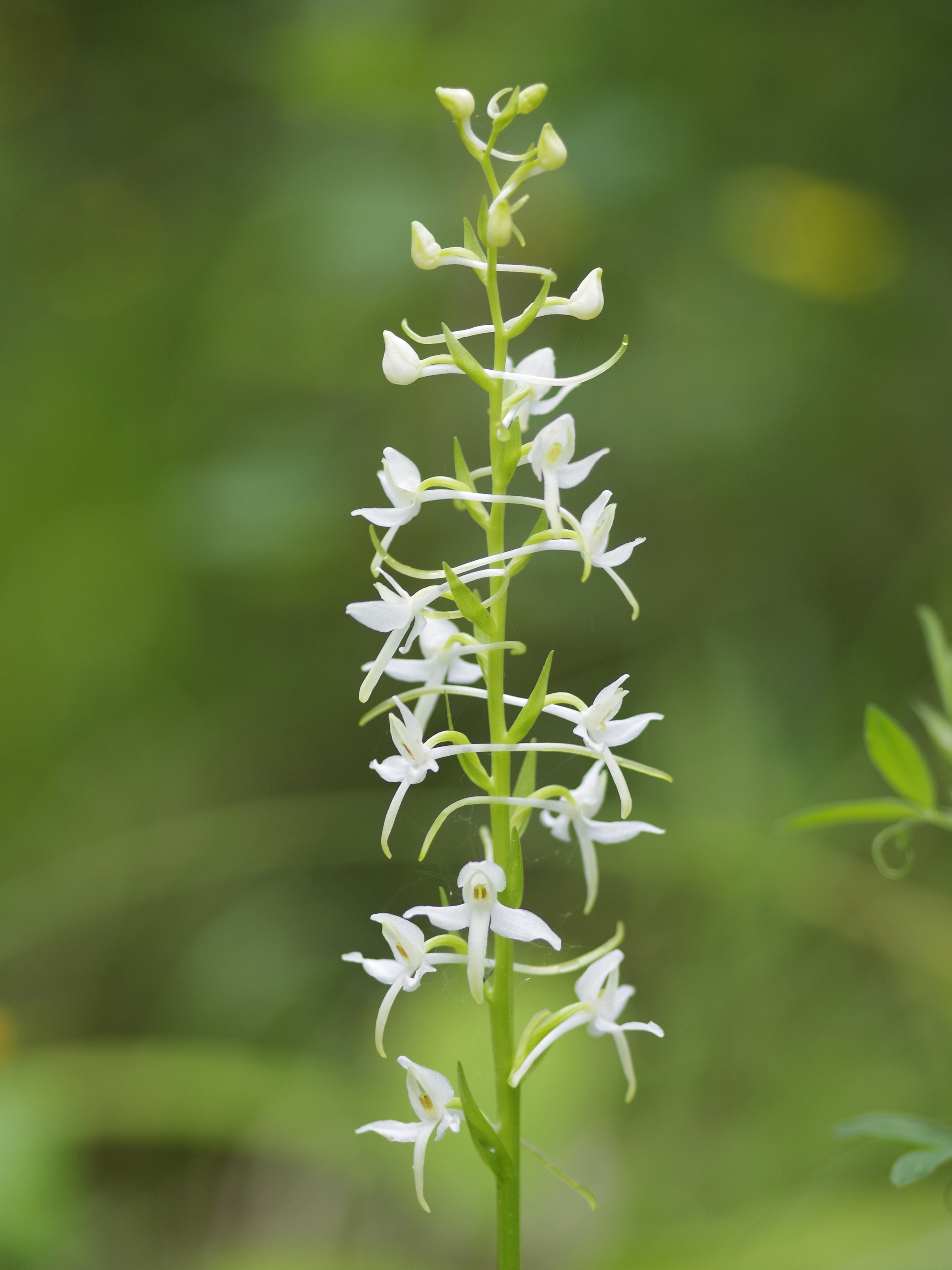 Platanthera bifolia_kalkleiten2.jpg