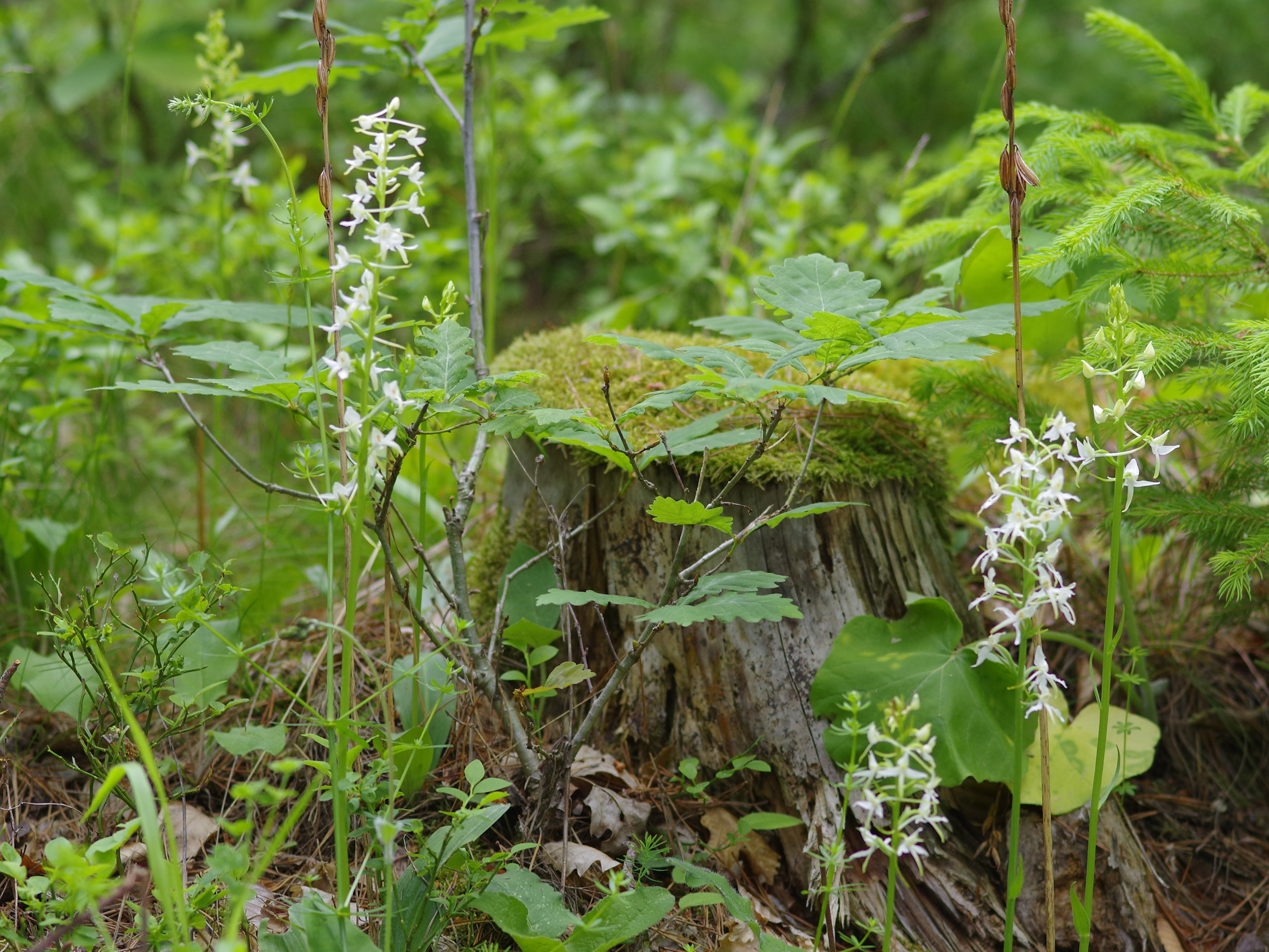 Platanthera bifolia_kalkleiten.jpg