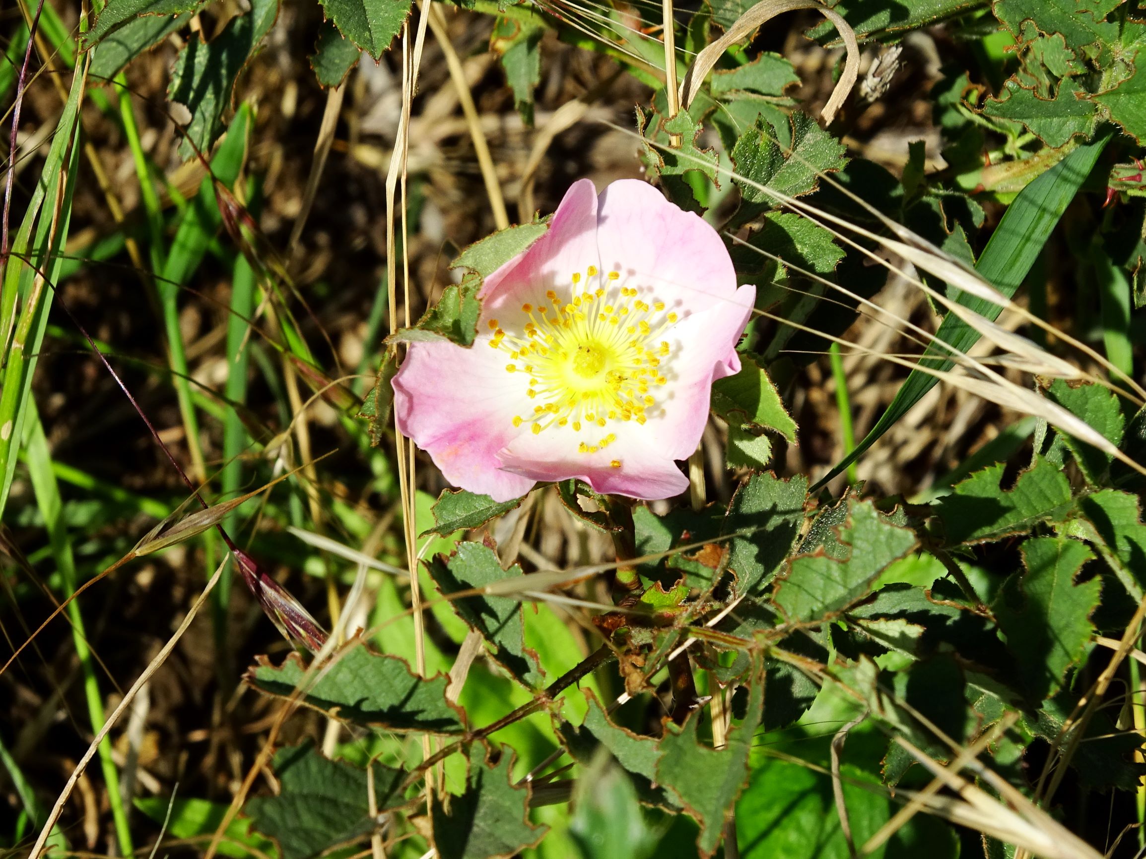 DSC01064 jois rosa sp..JPG