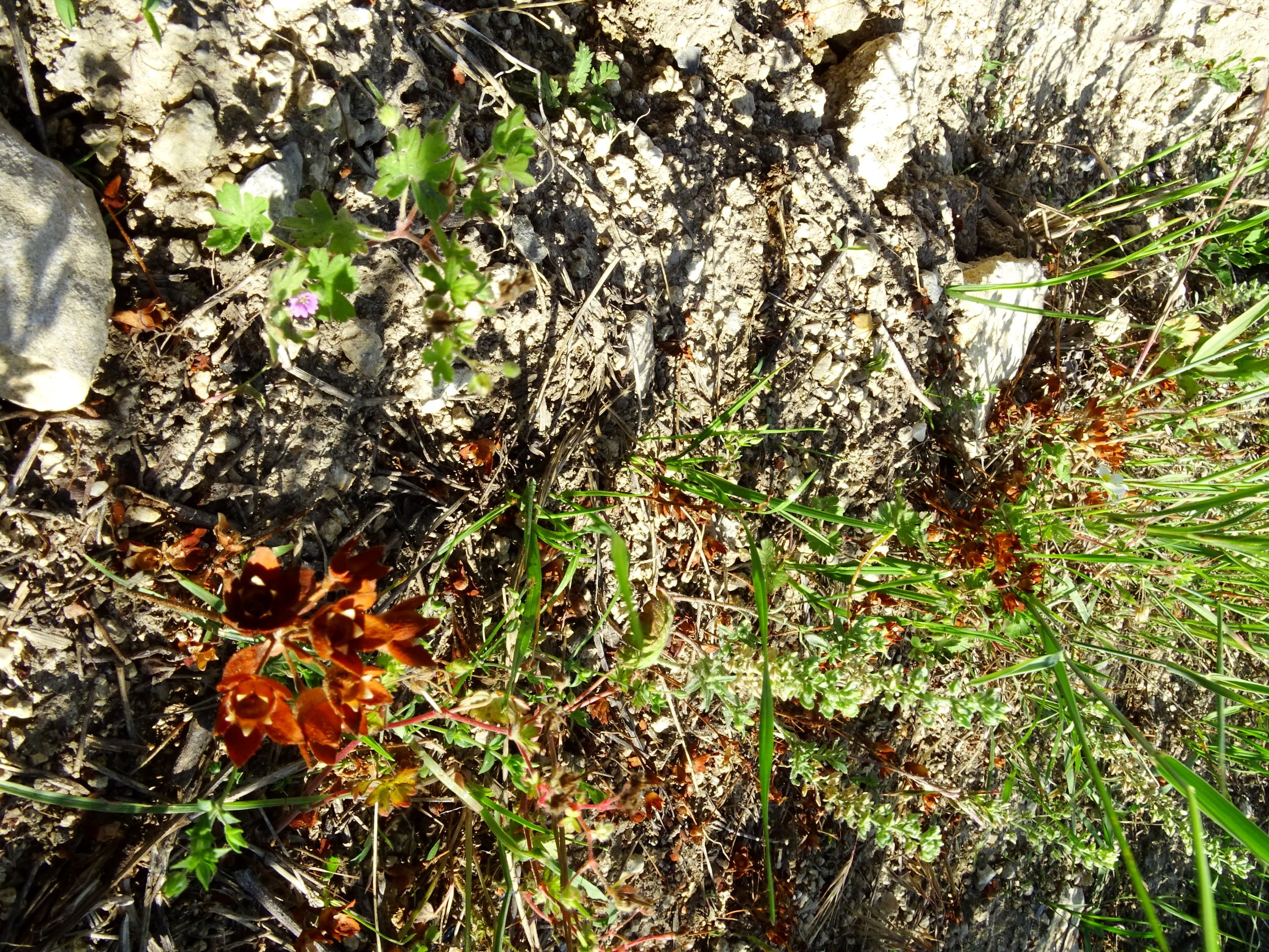 DSC01132 jois androsace maxima, geranium pusillum, alyssum alyssoides, arenaria serpyllifolia s.str..JPG