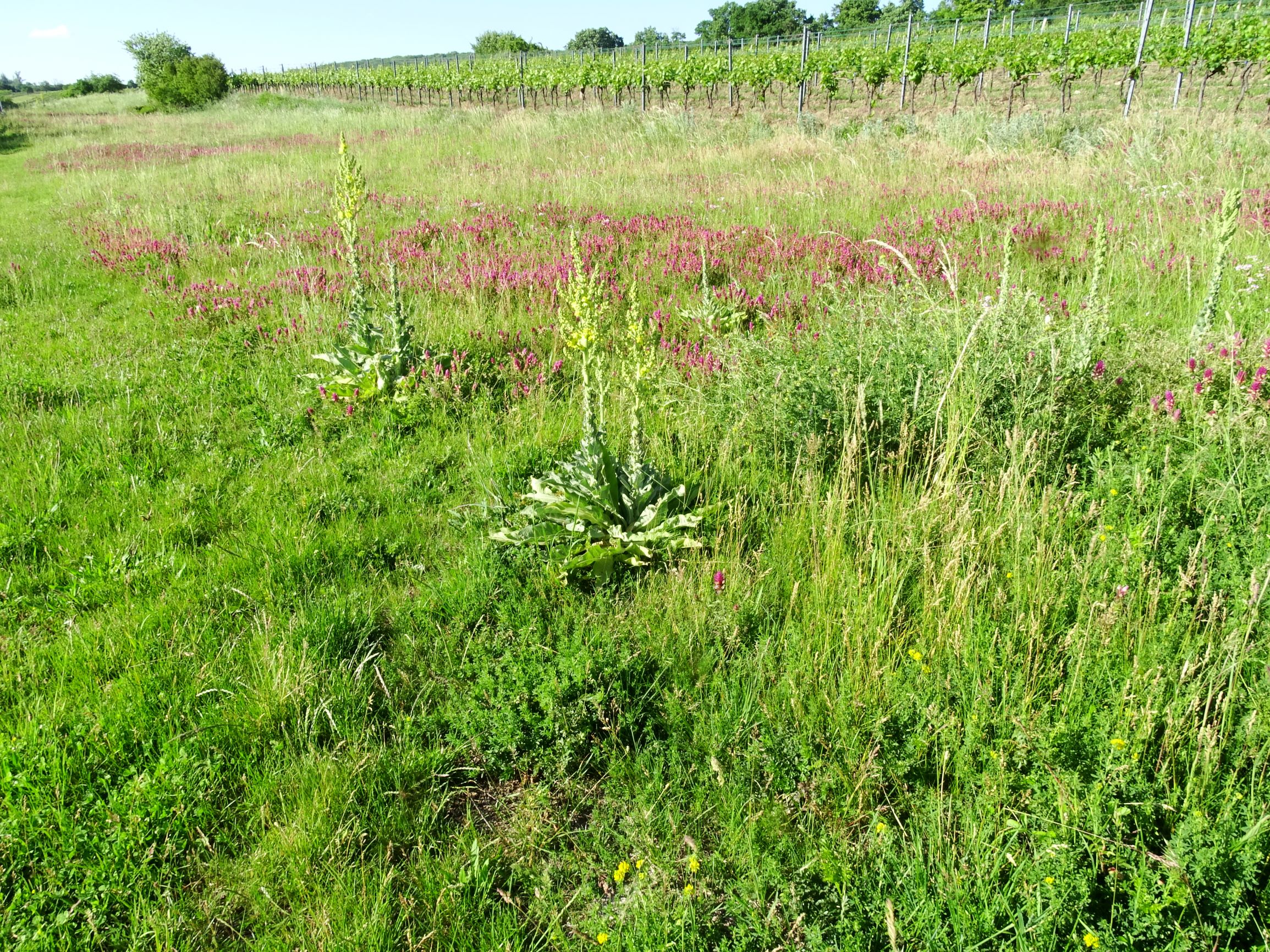 DSC01147 jois melampyrum arvense, verbascum speciosum.JPG