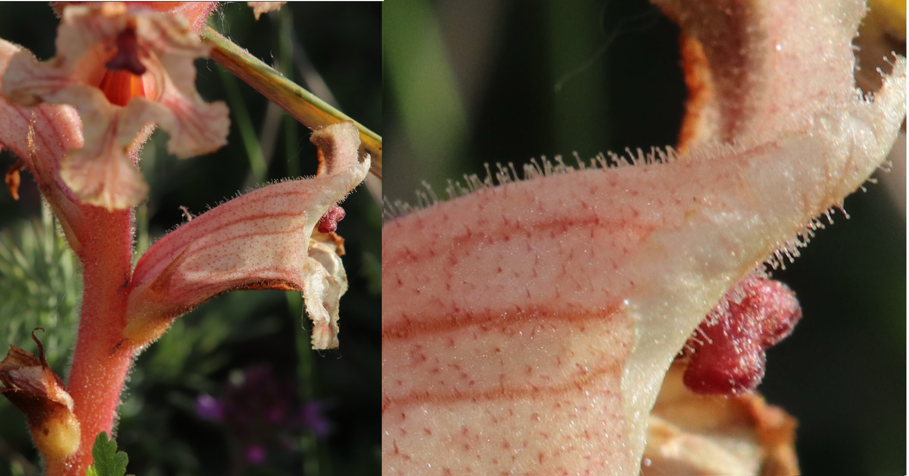 orobanche_3.jpg