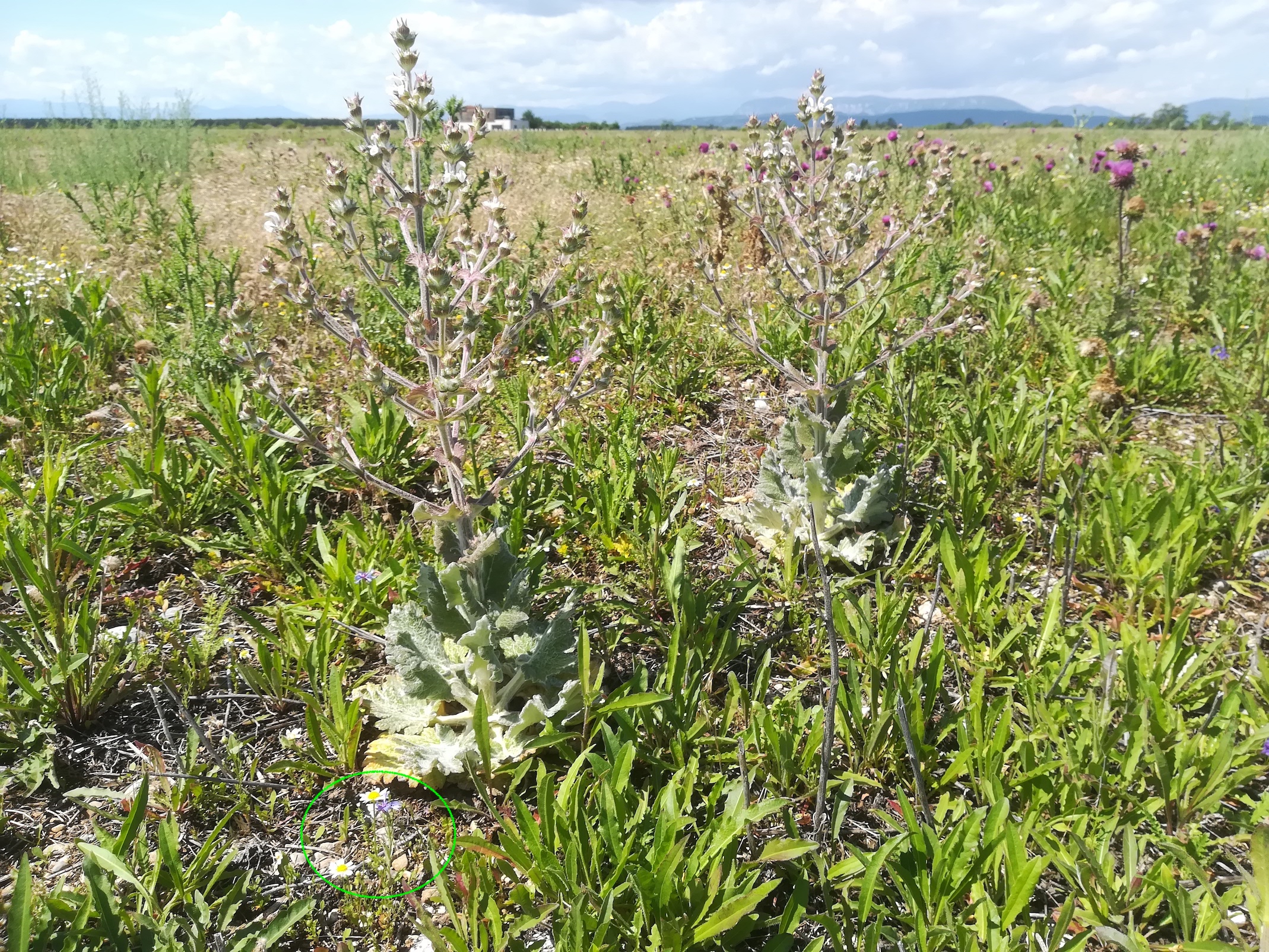 salvia aethiopis u cyanus segetum links vorne zwergwuchs obereggendorf_20200607_114335.jpg