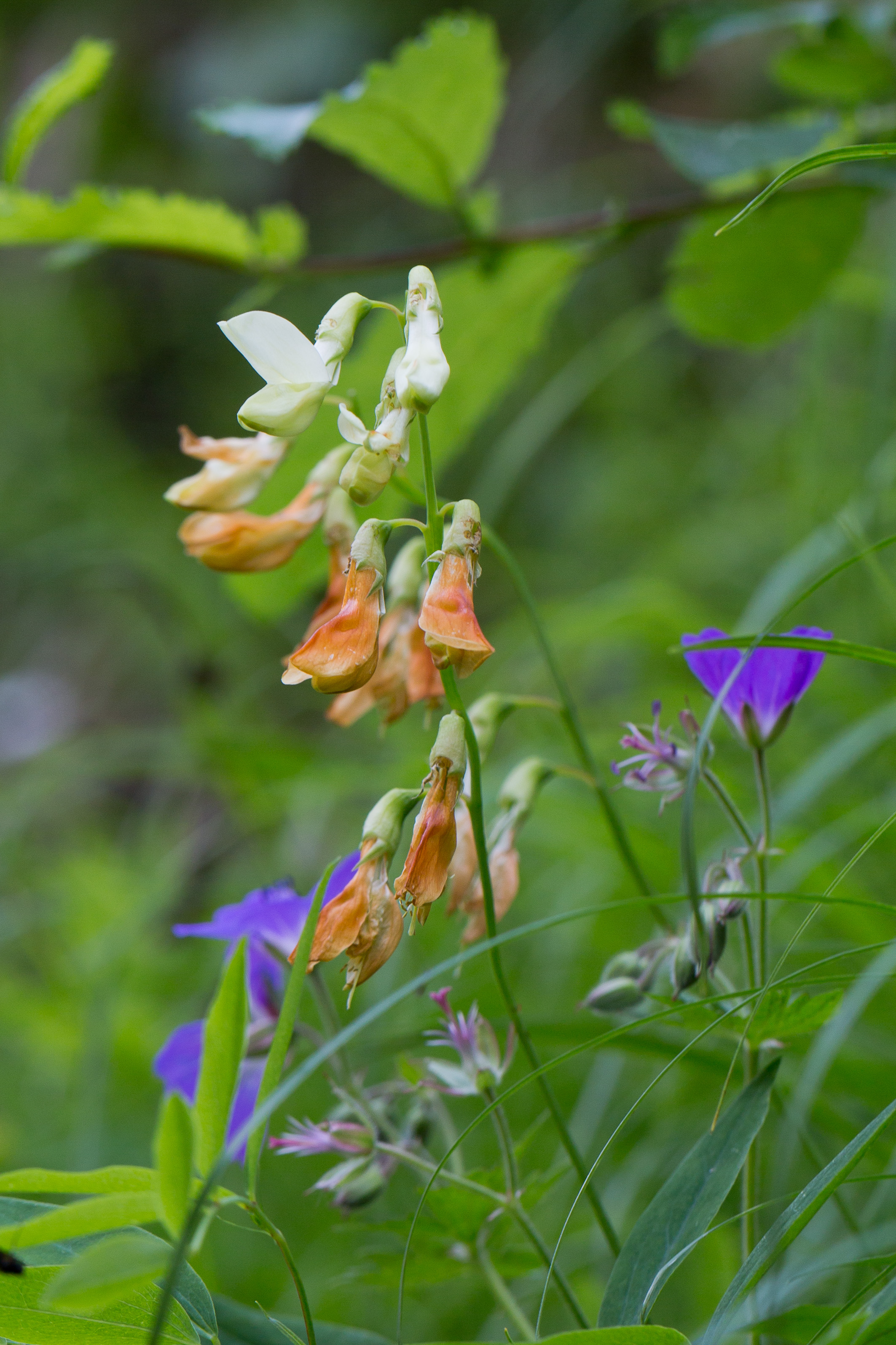 Fabaceae_Lathyrus laevigatus occidentalis 2-2.jpg