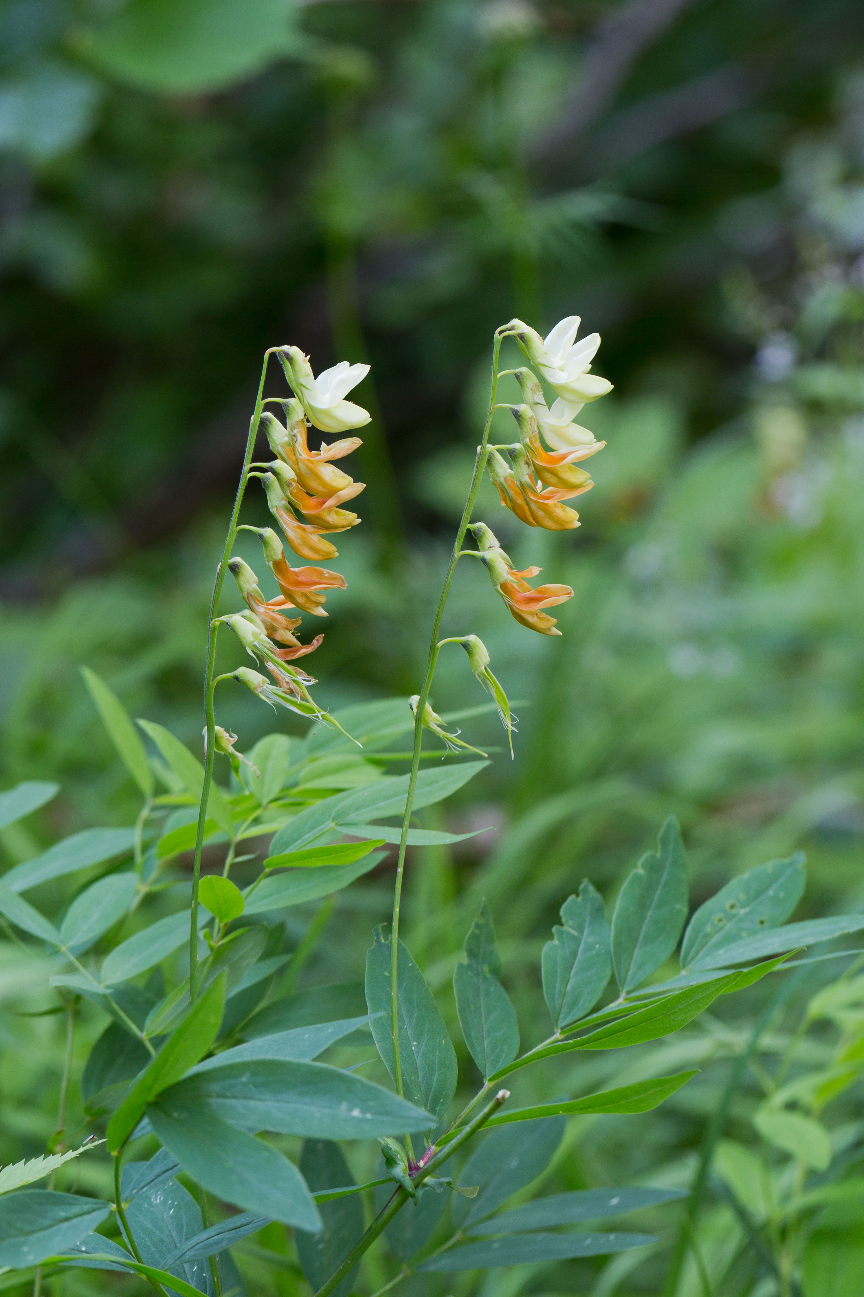 Fabaceae_Lathyrus laevigatus occidentalis 3-2.jpg
