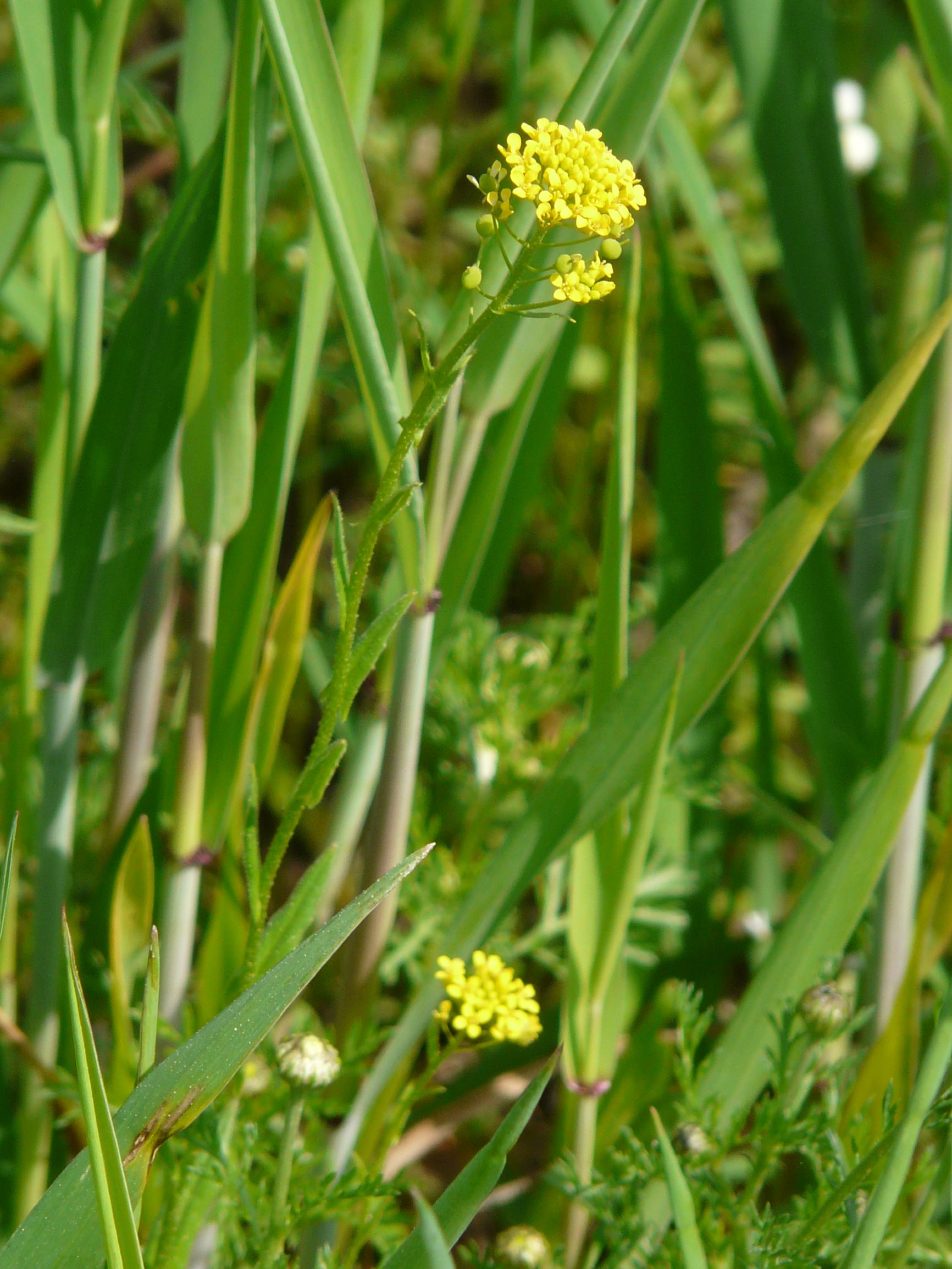 P1080207 neslia paniculata.JPG