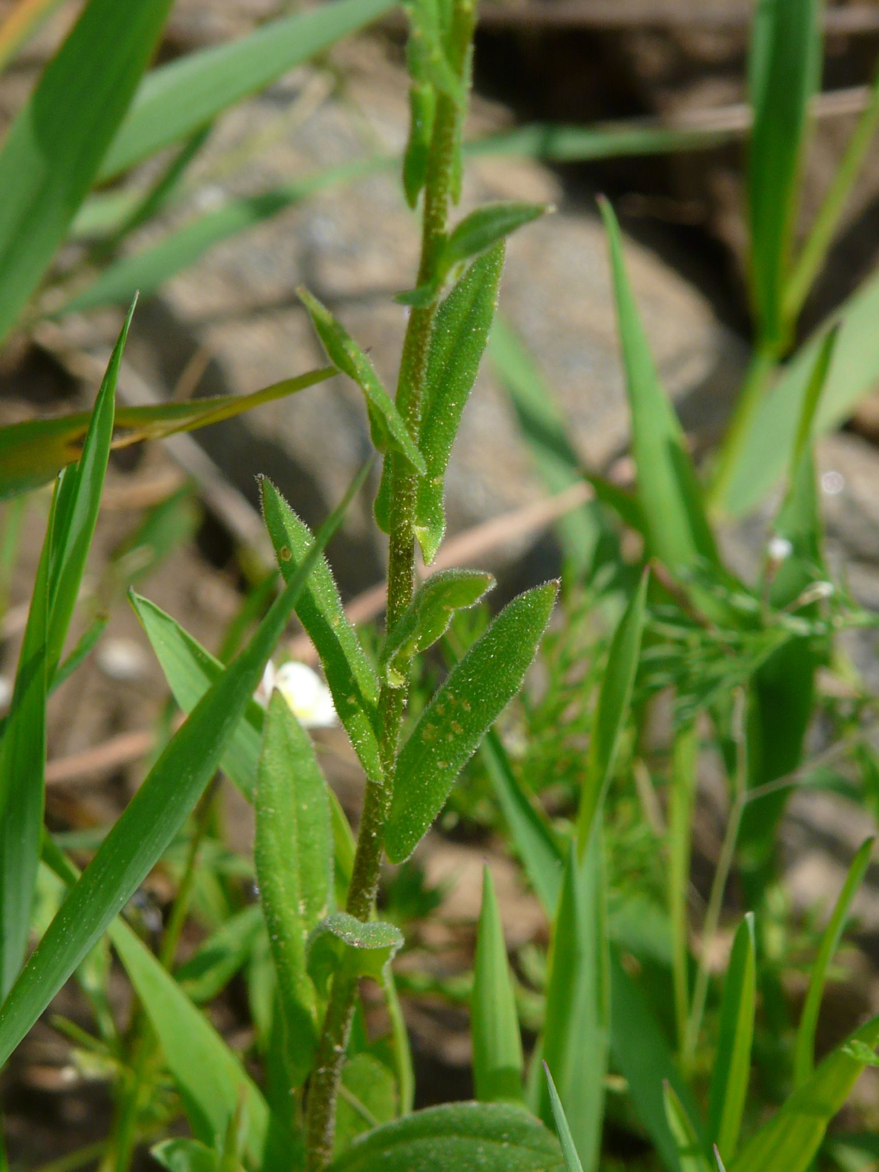 P10802079 neslia paniculata.JPG