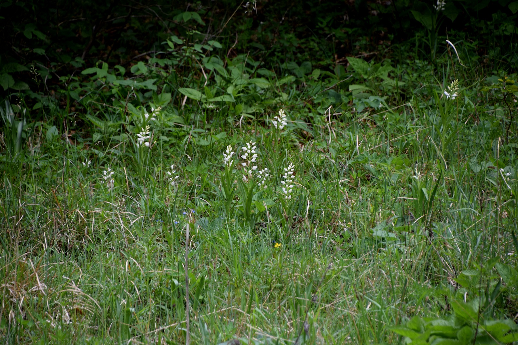 Semmering-06062020-81) (4).JPG