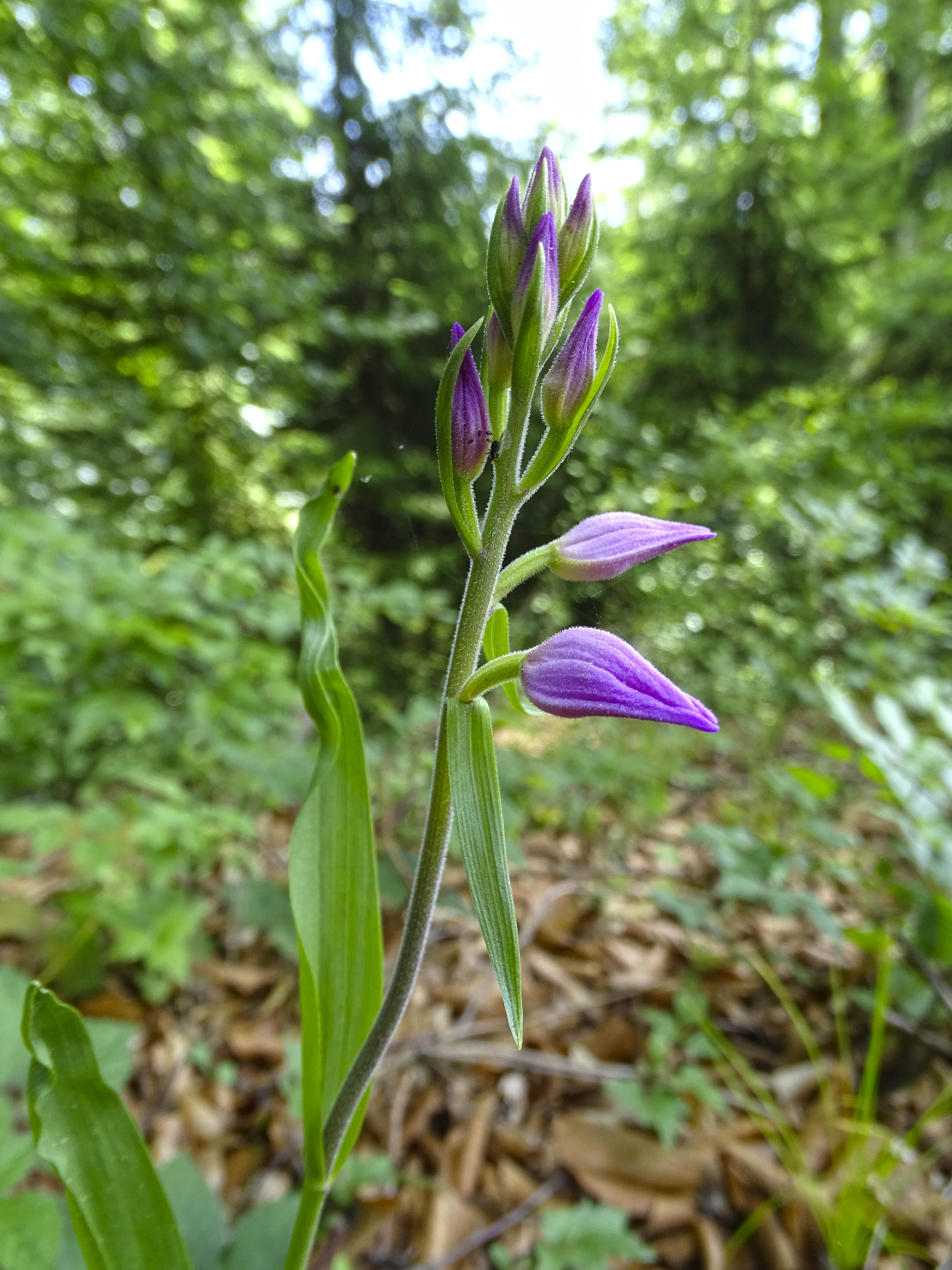 cephalanthera rubra_pfaffenkogel1.jpg