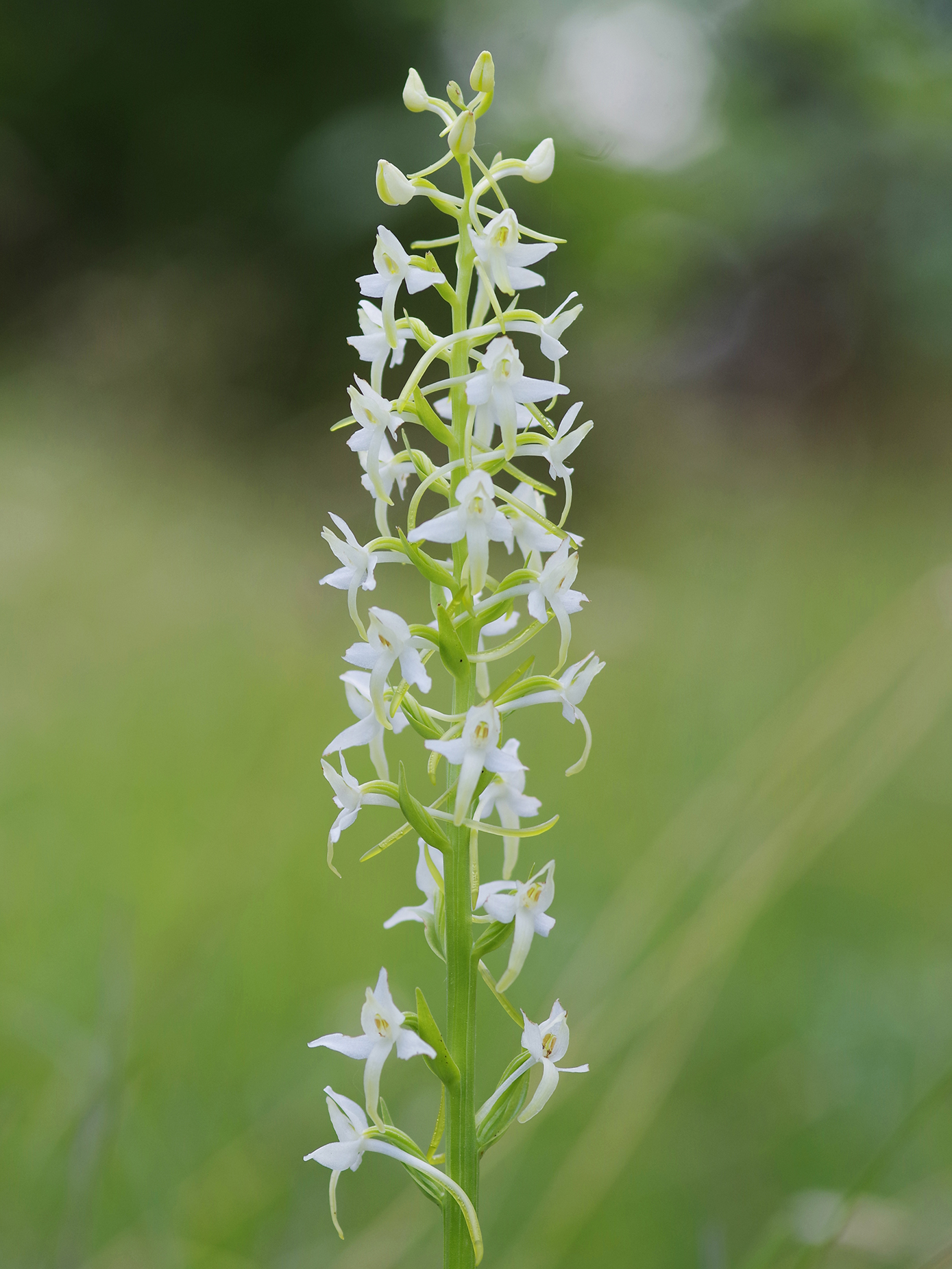 platanthera bifolia_pfaffenkogel.jpg