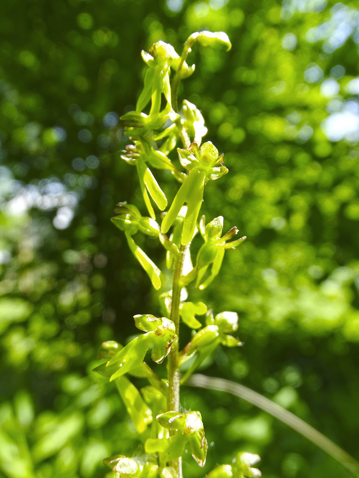 listera ovata_pfaffenkogel.jpg